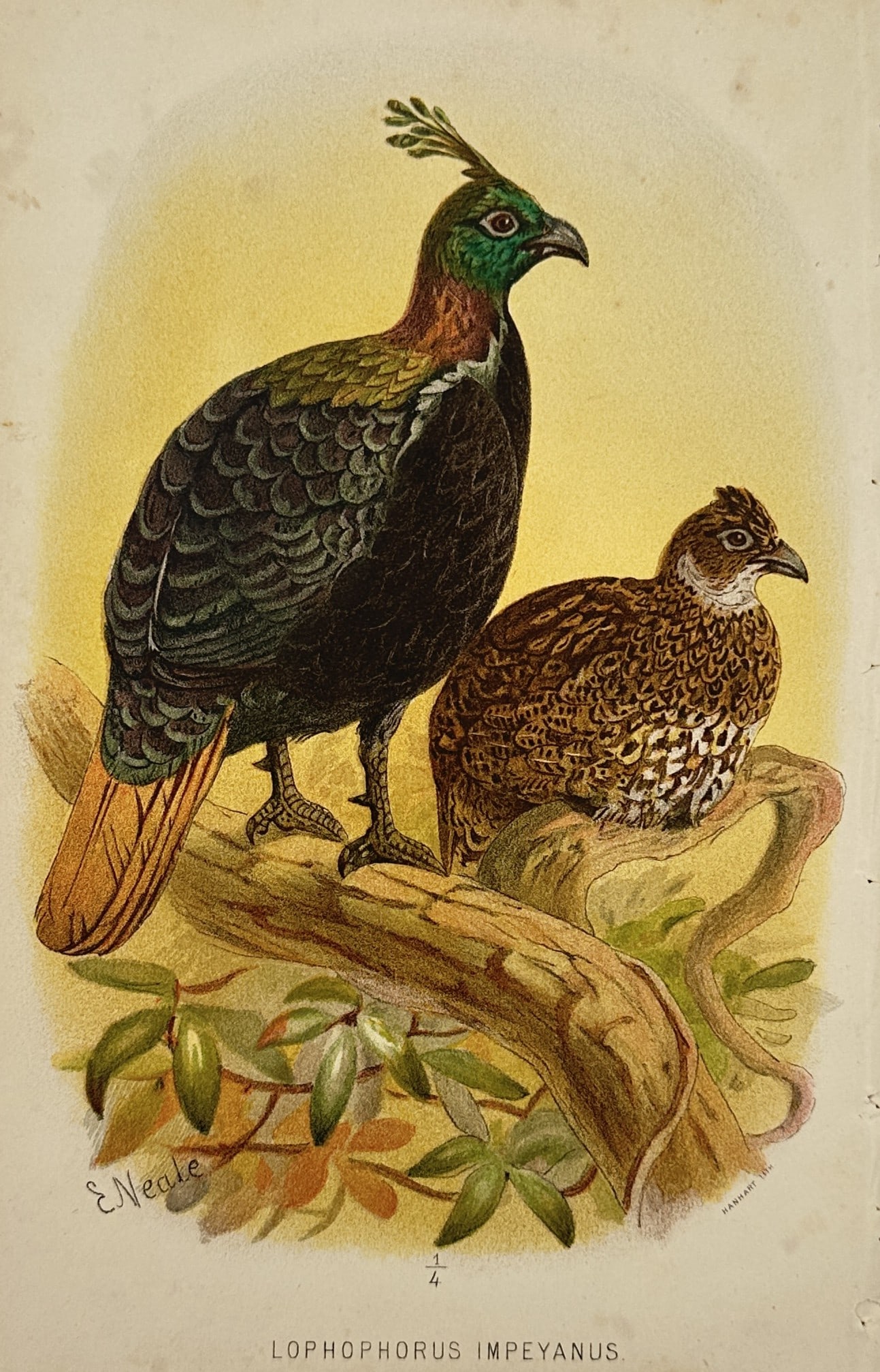 Edward Neale (1833–1904) – Himalayan Monal – Chromolithograph (ca. 1880): Lophophorus impeyanus features a detailed ornithological study illustrating a pair of Himalayan monals perched on a thick gnarled tree branch against a soft yellow-vignetted sky, showcasing the striki