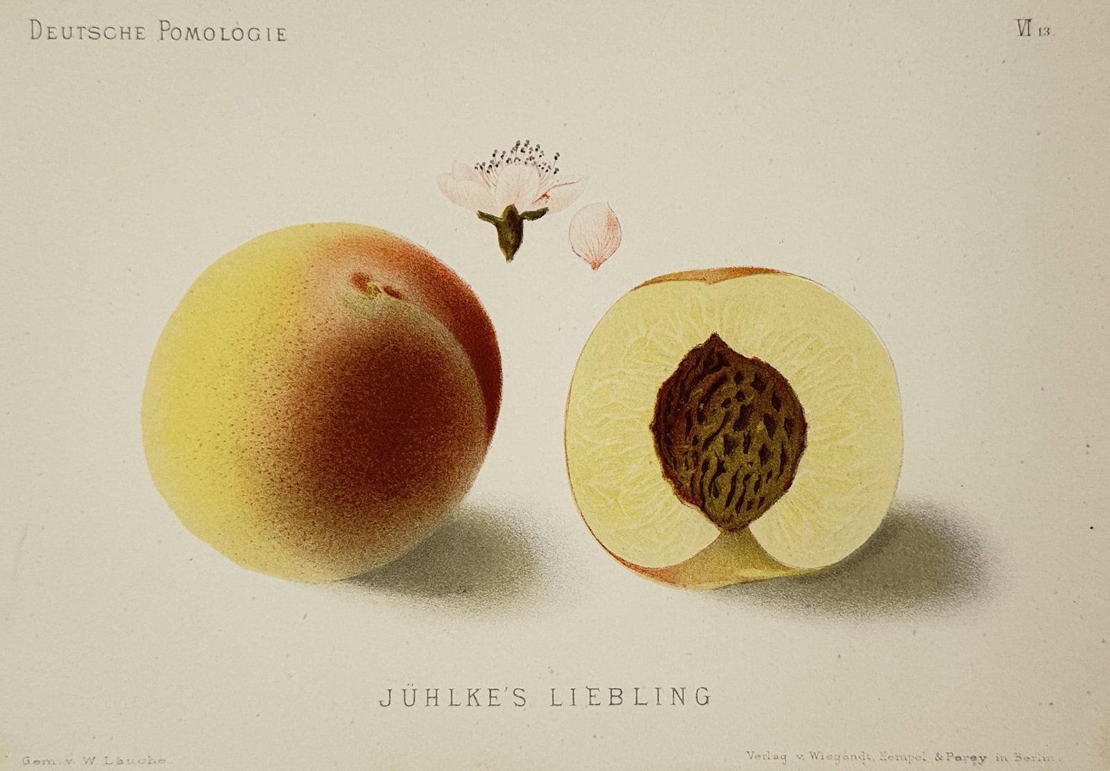 Wilhelm Lauche (1827–1883) – Peach Variety – Chromolithograph (1882) (1 of 2)