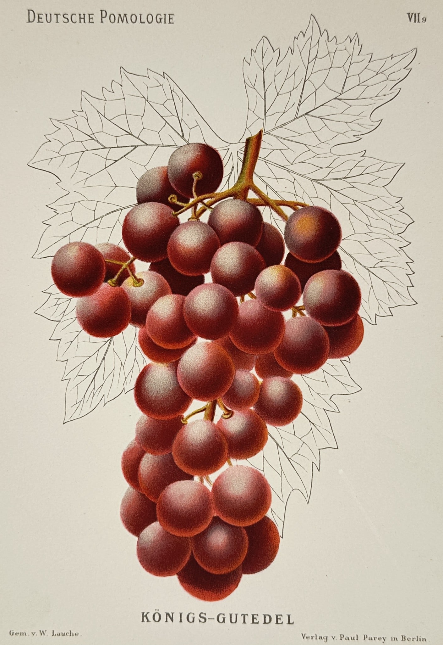 Wilhelm Lauche (1827–1883) – Grape Variety – Chromolithograph (1882) (1 of 2)