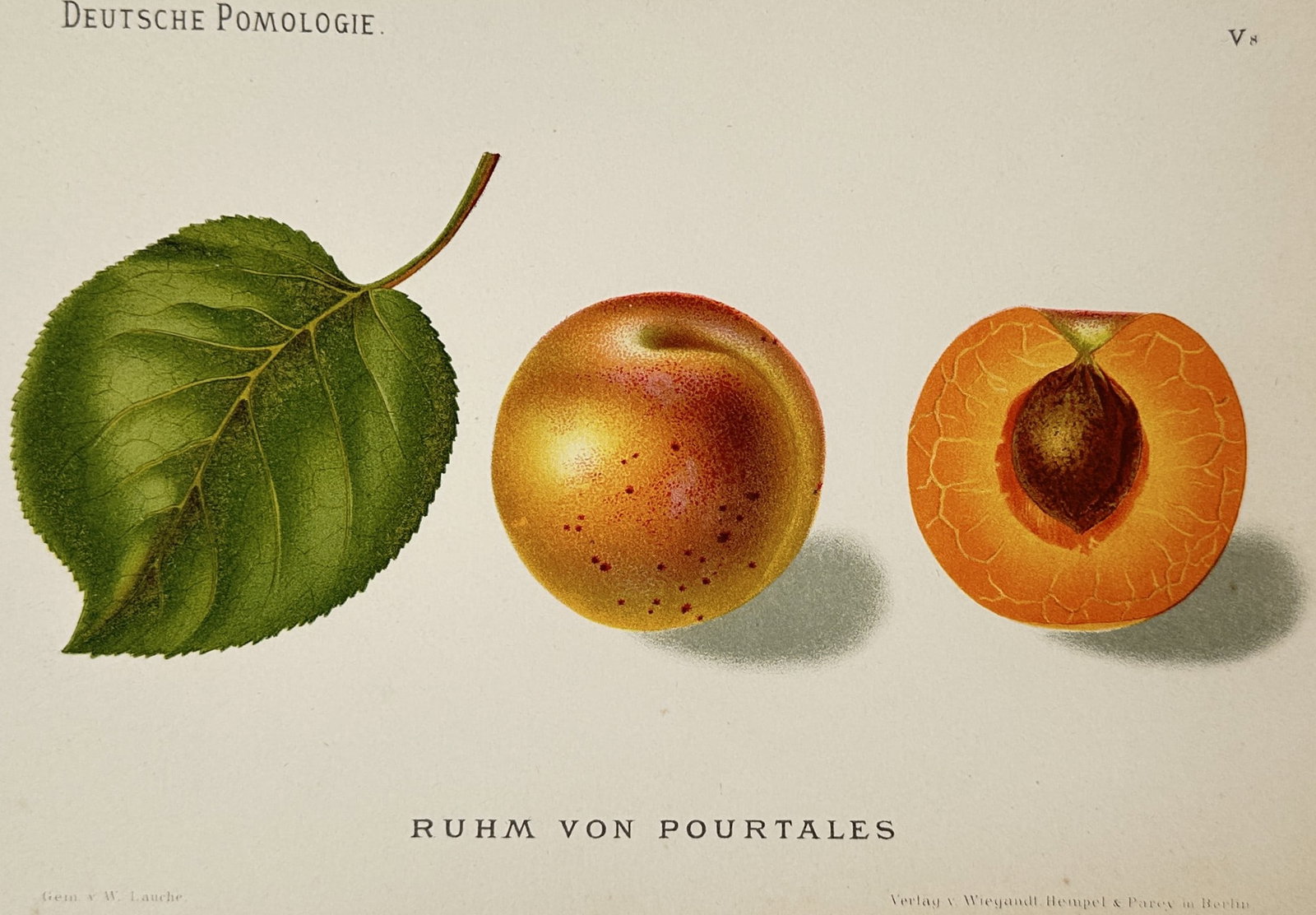 Wilhelm Lauche (1827–1883) – Apricot Variety – Chromolithograph (1882) (1 of 2)