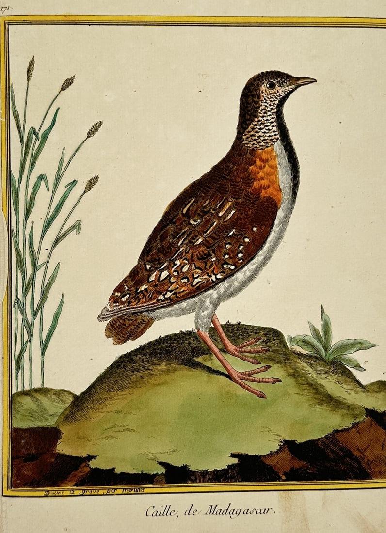 François-Nicolas Martinet – Madagascar Quail – Hand-coloured copper engraving (ca. 1780) (1 of 3)