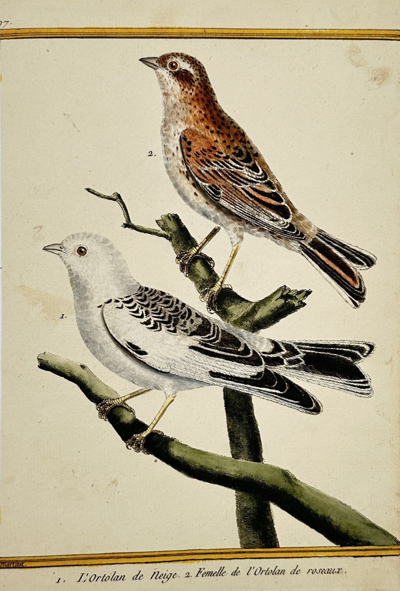 François-Nicolas Martinet – Snow Bunting and Reed Bunting – Hand-coloured copper engraving (1 of 2)