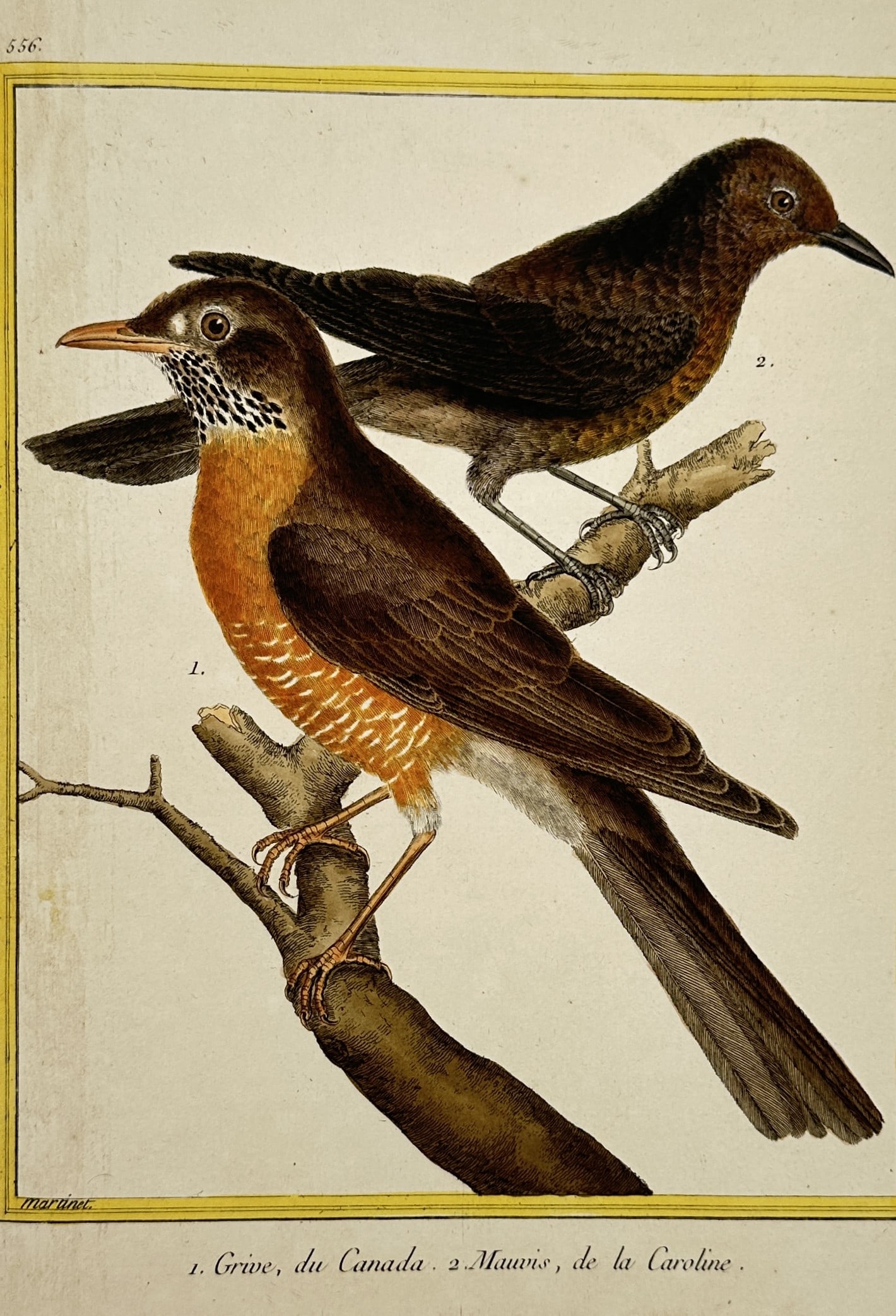 François-Nicolas Martinet – American Robin and Red-winged Blackbird (1 of 2)