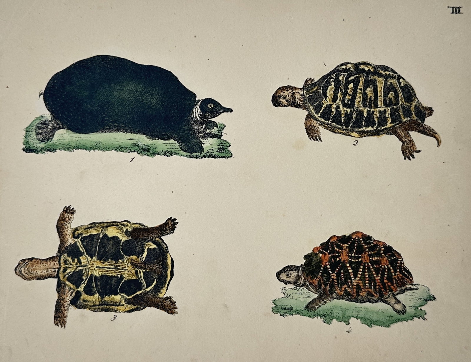 Friedrich Justin Bertuch – Various Species of Tortoises and Turtles – Hand-coloured copper (1 of 2)