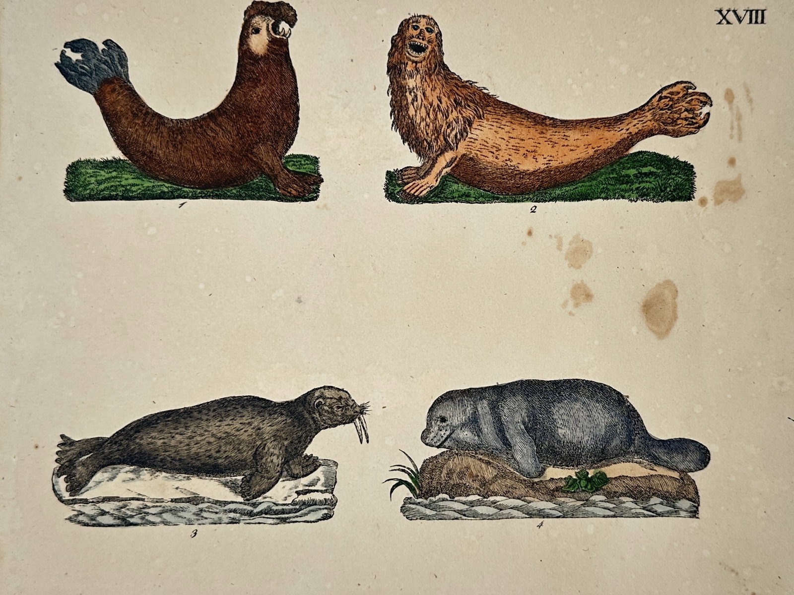 Friedrich Justin Bertuch – Various Species of Seals and Pinnipeds – Hand-coloured copper (1 of 2)