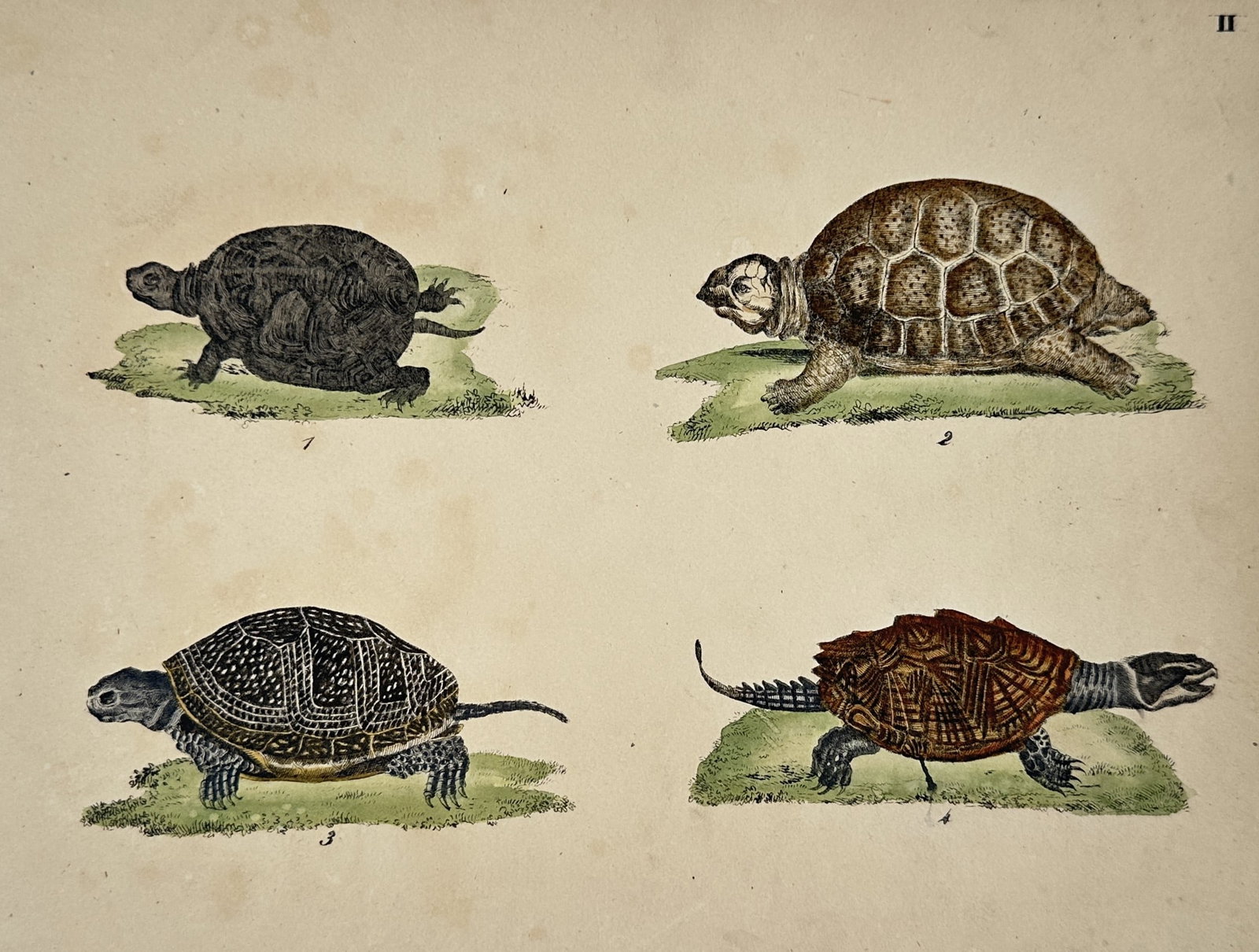 Friedrich Justin Bertuch – Various Species of Tortoises and Terrapins (1 of 2)