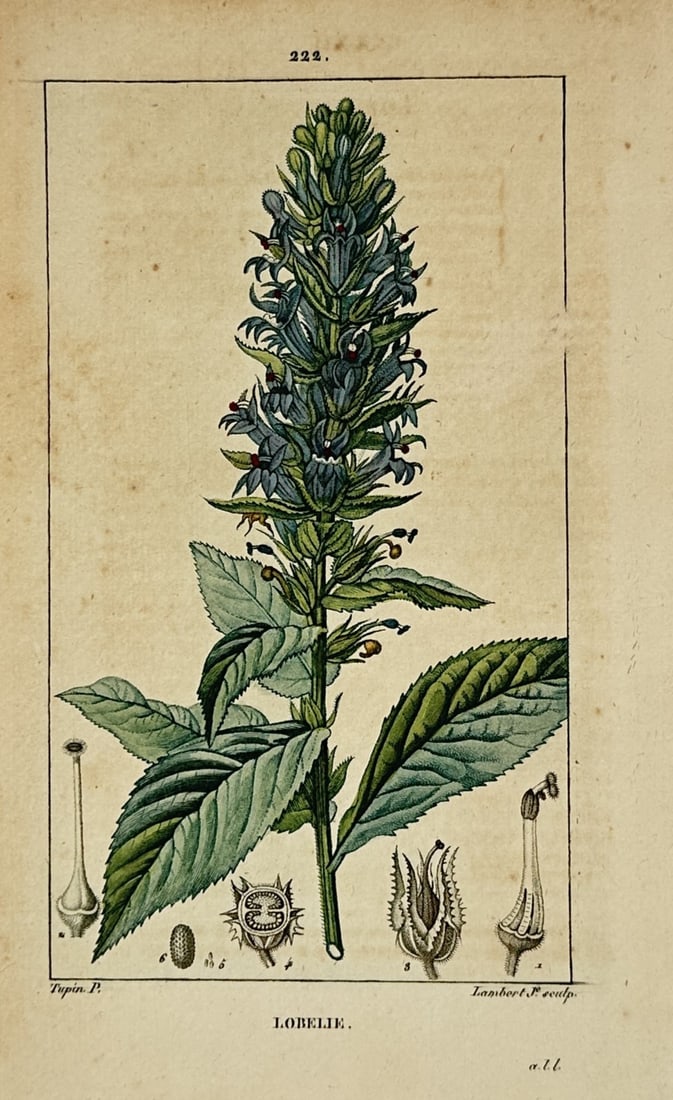 Pierre-Jean-François Turpin (1775–1840) – Botanical Illustration of Lobelia – Engraving: "Lobelie" depicts a detailed botanical study of the lobelia plant, showing its central flowering stalk with blue blossoms, surrounding foliage, and separated anatomical cross-sections at the base. Thi