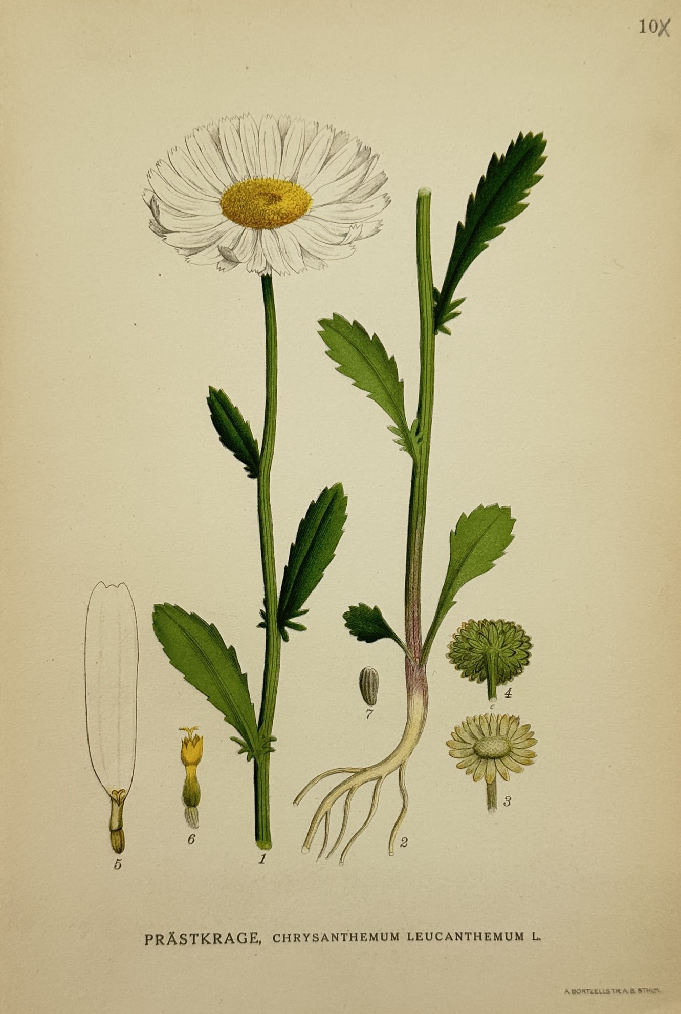Carl Axel Magnus Lindman (1856–1928) – Botanical Illustration of Leucanthemum vulgare (1 of 2)