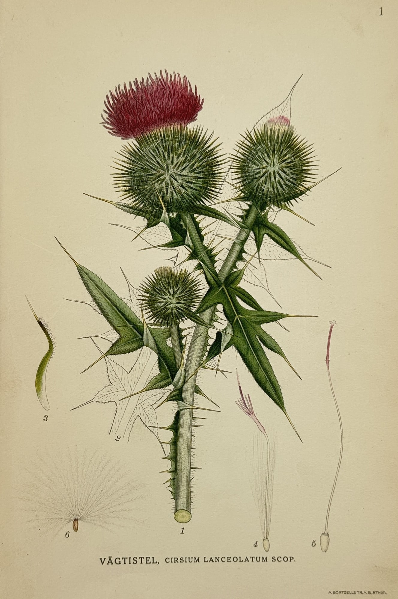 Carl Axel Magnus Lindman (1856–1928) – Botanical Illustration of Cirsium vulgare – Lithograph (1 of 2)