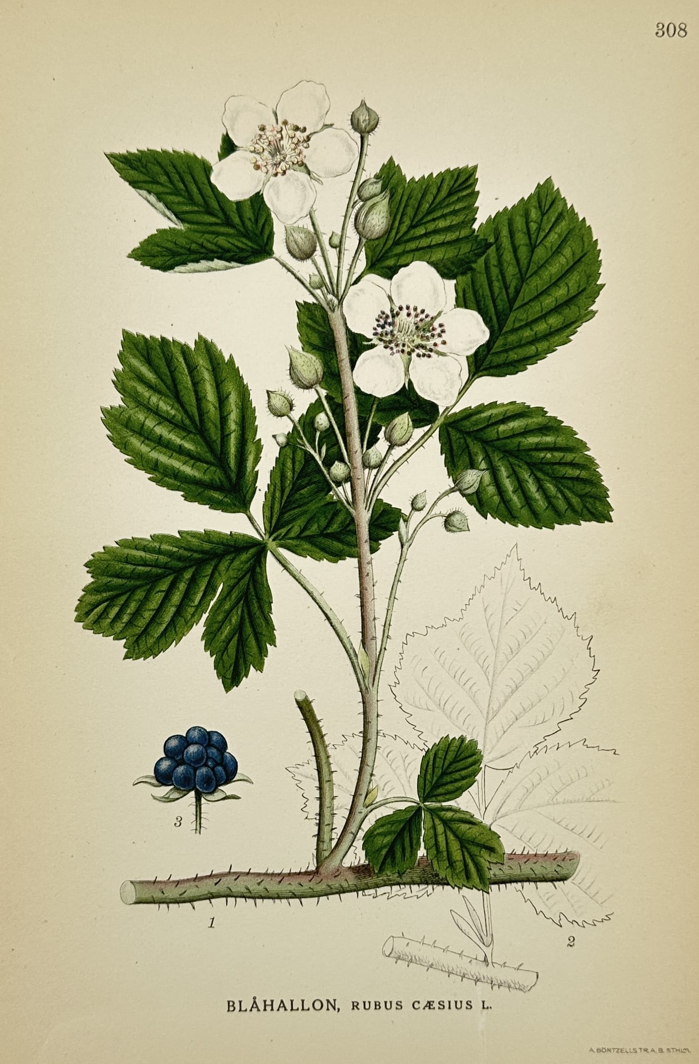 Carl Axel Magnus Lindman (1856–1928) – Botanical Illustration of Rubus caesius – Lithograph (1 of 2)
