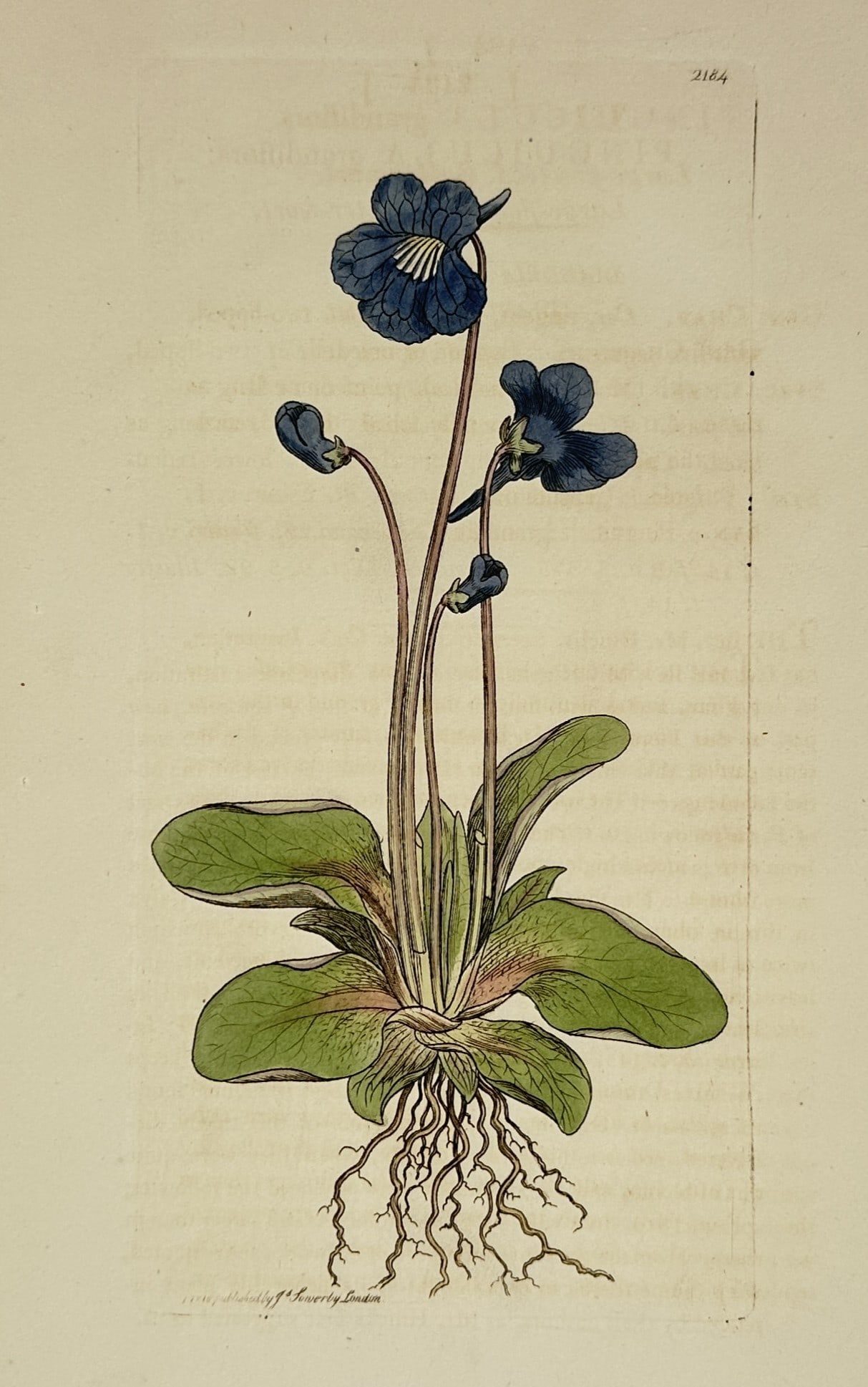 James Sowerby (1757–1822) – Botanical Illustration of Pinguicula vulgaris – Engraving (1810): "Pinguicula vulgaris" displays a complete common butterwort plant, featuring a basal rosette of fleshy yellowish-green leaves, delicate roots, and slender stalks bearing deep blue-violet spurred flowe
