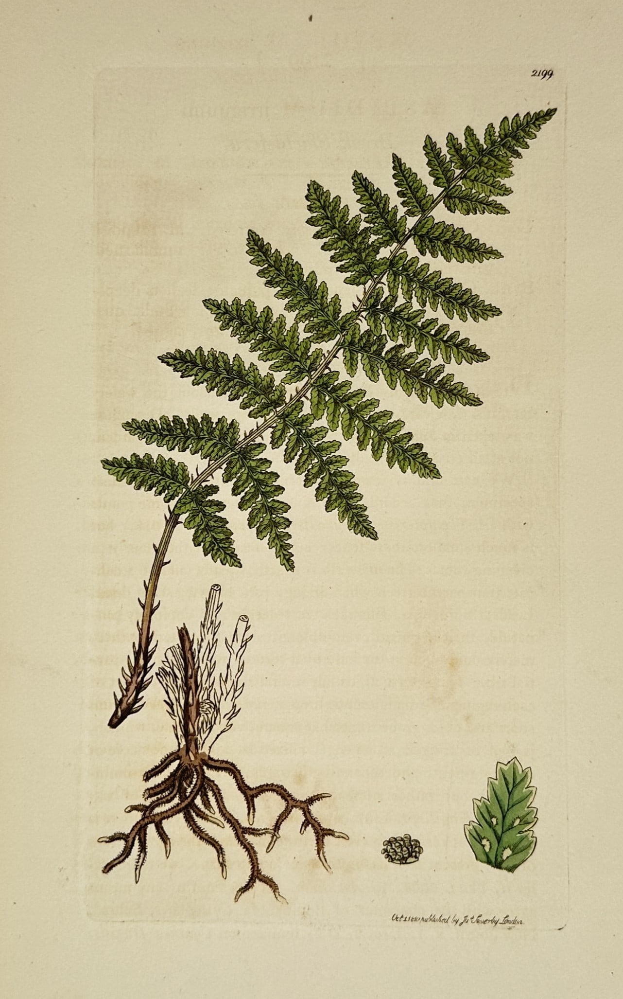 James Sowerby (1757–1822) – Botanical Illustration of Aspidium dilatatum – Engraving (1810): "Aspidium dilatatum" depicts a detailed study of a broad buckler-fern frond rising from a stout rhizome with thick brown roots, accompanied by separate anatomical details showing a spore cluster and a