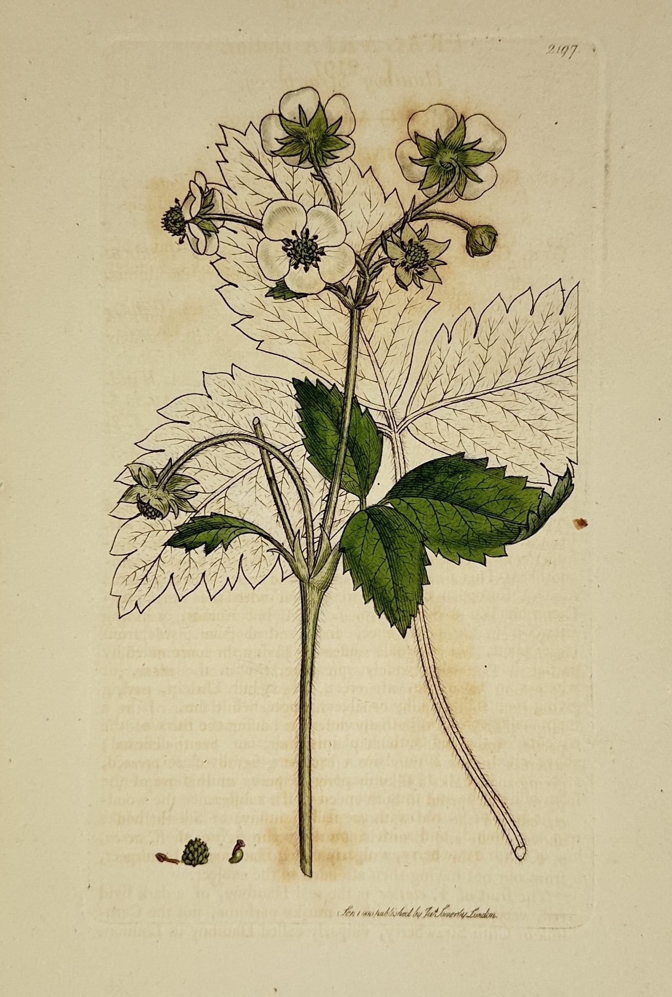 James Sowerby (1757–1822) – Botanical Illustration of Fragaria elatior – Engraving (1810): "Fragaria elatior" illustrates a flowering stem of the hautbois strawberry, displaying clusters of white five-petaled blossoms with yellow stamens, a partially developed green fruit, and prominent tri