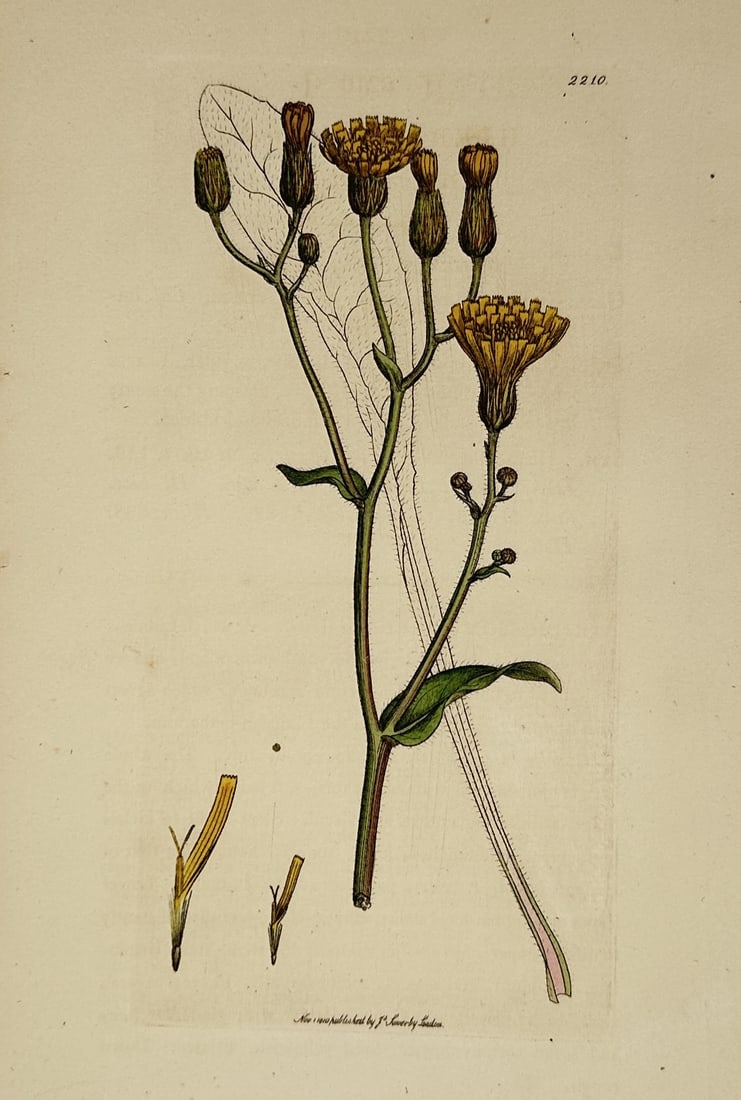 James Sowerby (1757–1822) – Botanical Illustration of Hieracium umbellatum – Engraving (1811): "Hieracium umbellatum" presents a flowering stem of the narrow-leaved hawkweed, featuring branched stalks topped by yellow composite flower heads and un-opened cylindrical buds, alternating green leav