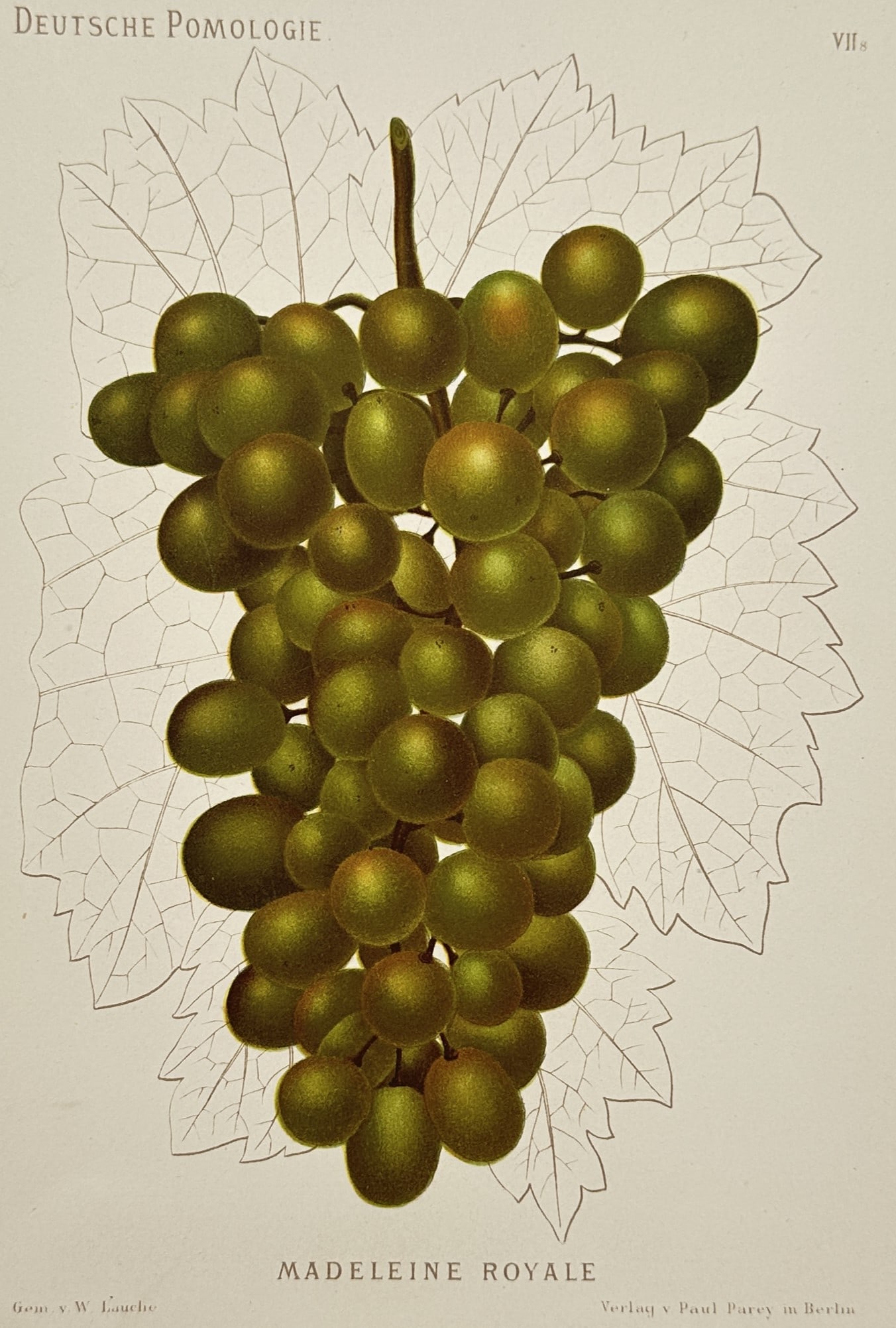 Wilhelm Lauche (1827–1883) – Pomological Illustration of Madeleine Royale Grapes – Lithograph (1 of 2)