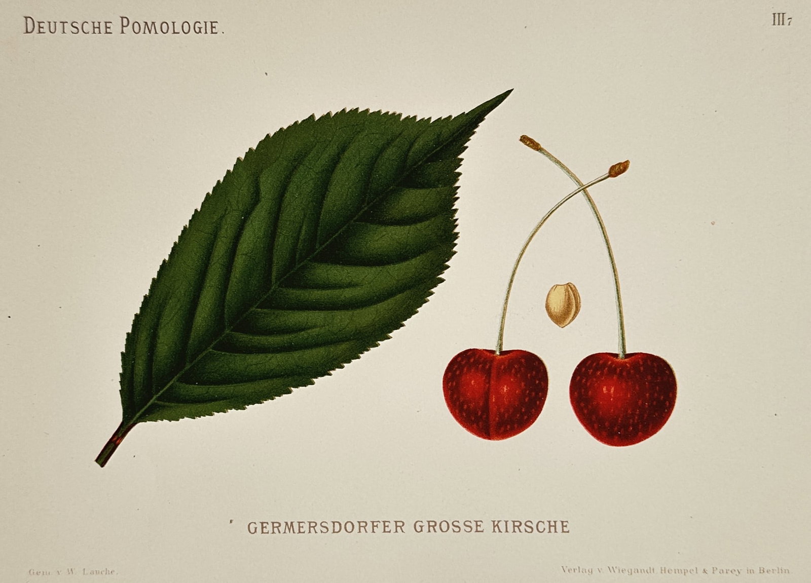 Wilhelm Lauche (1827–1883) – Pomological Illustration of Germersdorfer Grosse Kirsche (1 of 2)