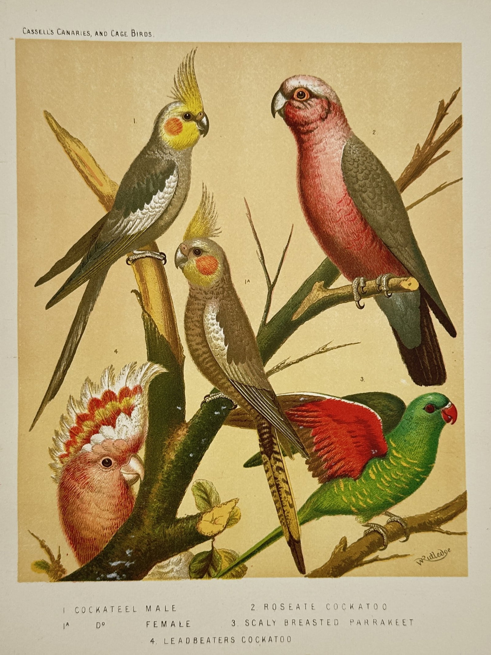 Joseph Williamson Ludlow (1840–1916) – Ornithological Illustration of Cockatiels, Cockatoos (1 of 2)