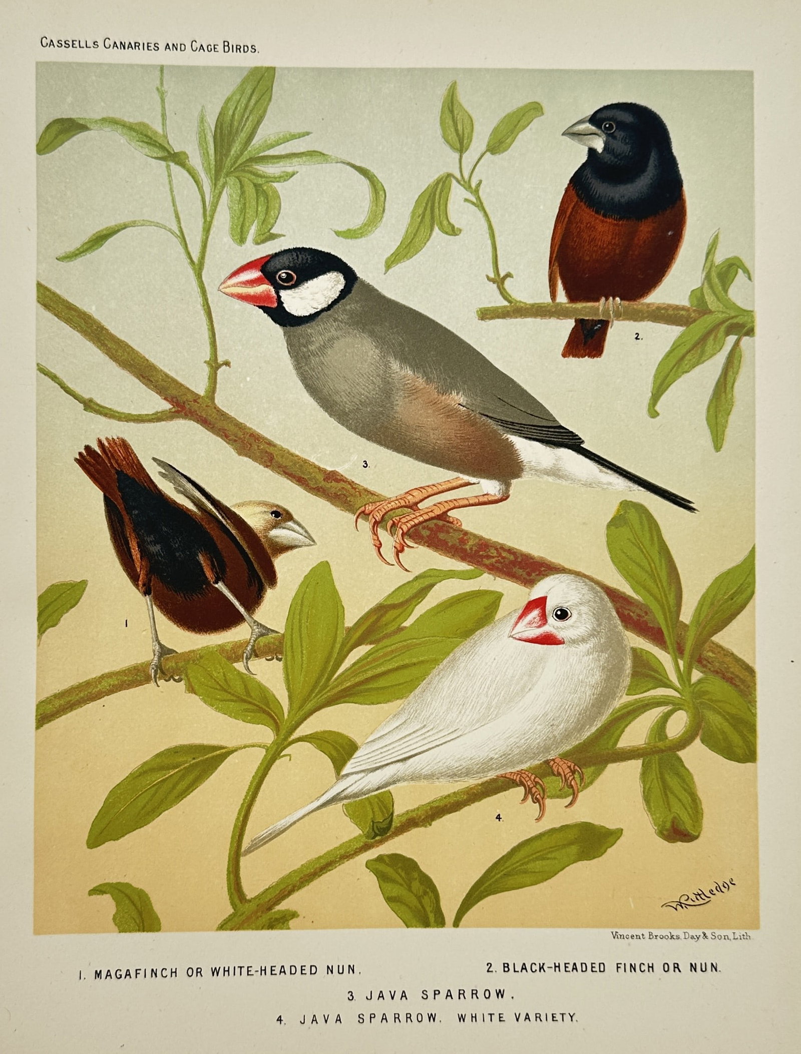 Joseph Williamson Ludlow (1840–1916) – Ornithological Illustration of Finches and Java Sparrows (1 of 2)