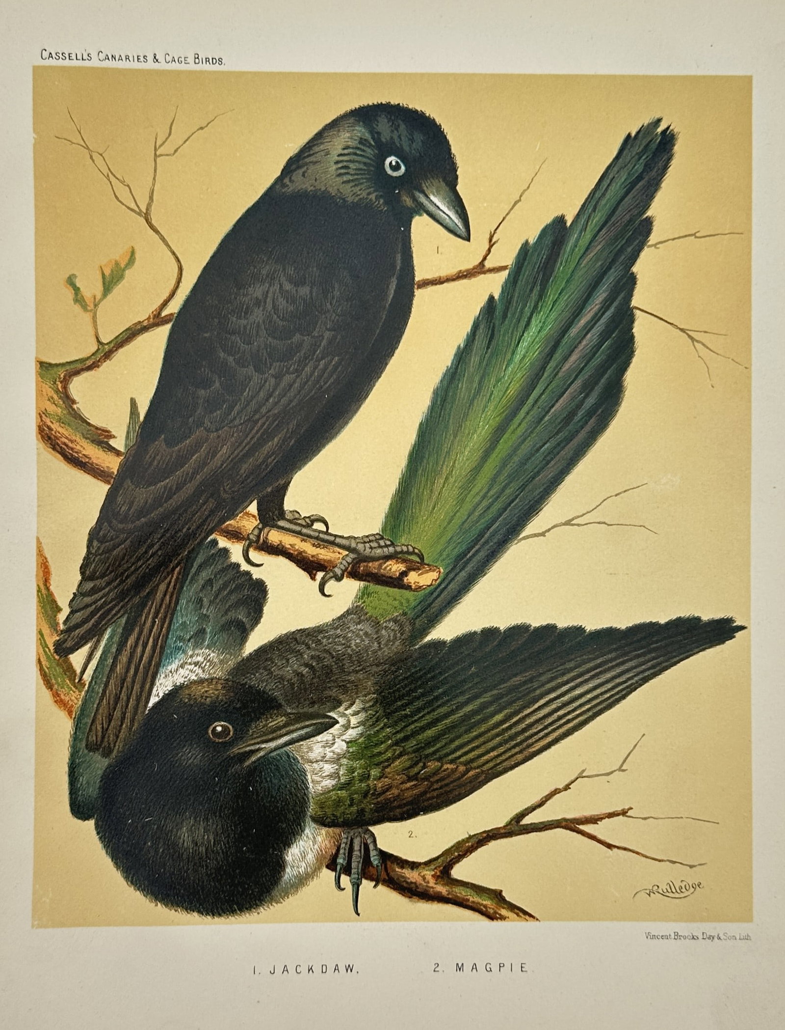 Joseph Williamson Ludlow (1840–1916) – Ornithological Illustration of a Jackdaw and a Magpie (1 of 2)