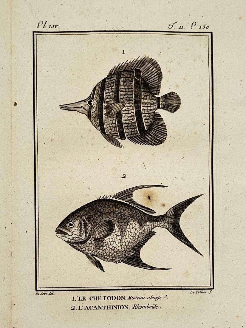 Georges-Louis Leclerc, Comte de Buffon – Ichthyological Illustration of Chaetodon and Acanthiniom (1 of 2)