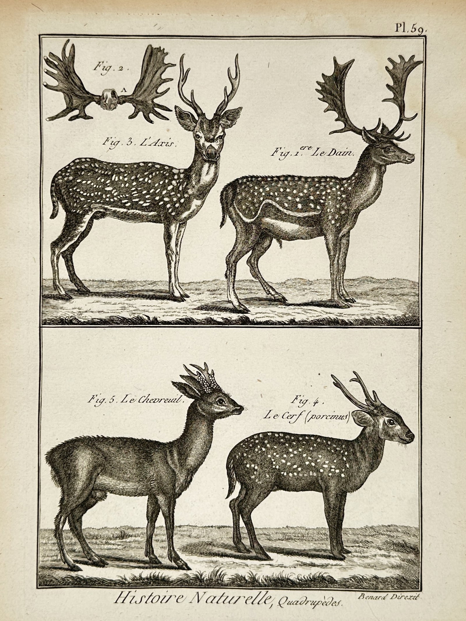 Robert Bénard (1734–1777) – Zoological Illustration of Deer Species – Engraving (c. 1770) (1 of 2)