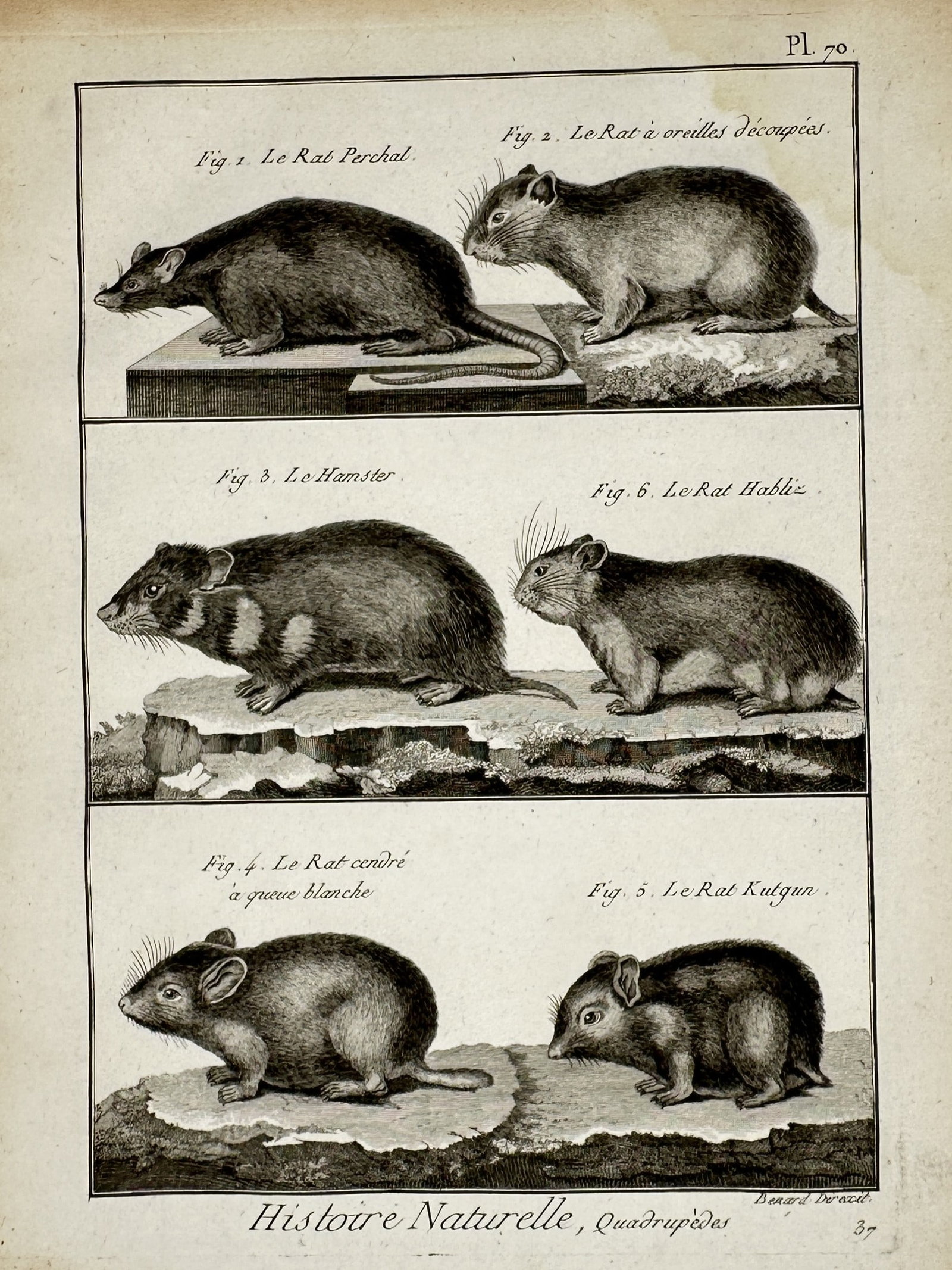 Robert Bénard (1734–1777) – Zoological Illustration of Rodent Species – Engraving (c. 1770) (1 of 2)