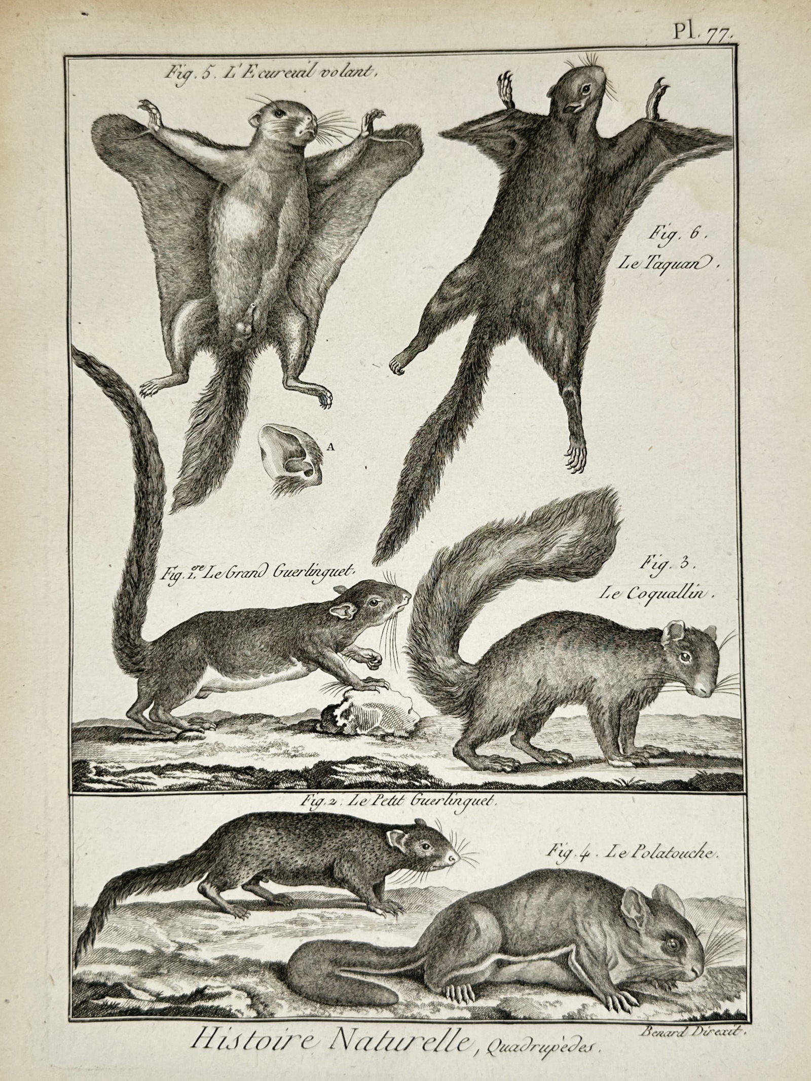 Robert Bénard (1734–1777) – Zoological Illustration of Squirrel and Flying Squirrel Species (1 of 2)