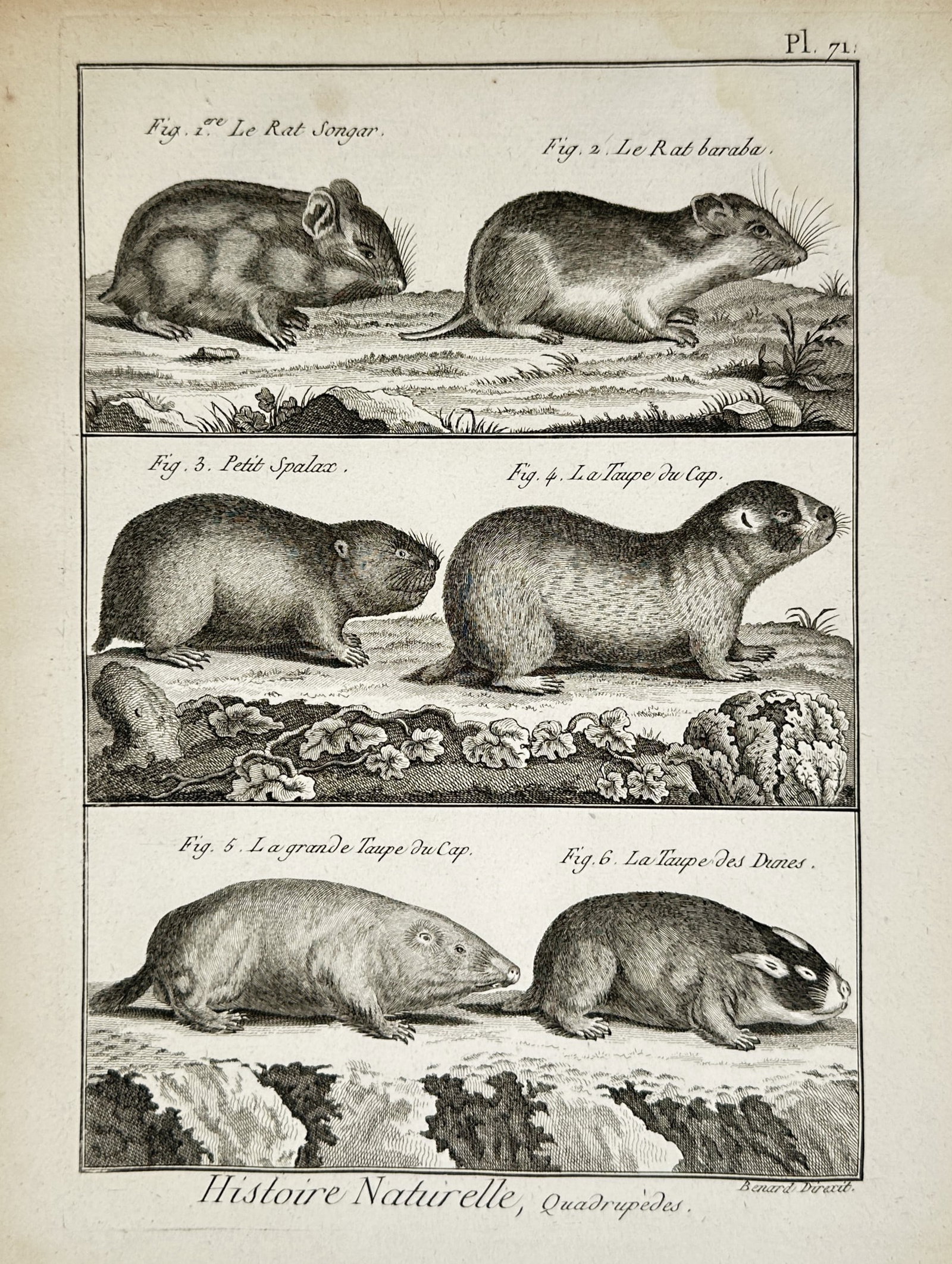 Robert Bénard (1734–1777) – Zoological Illustration of Small Mammals, Rodents, and Moles (1 of 2)