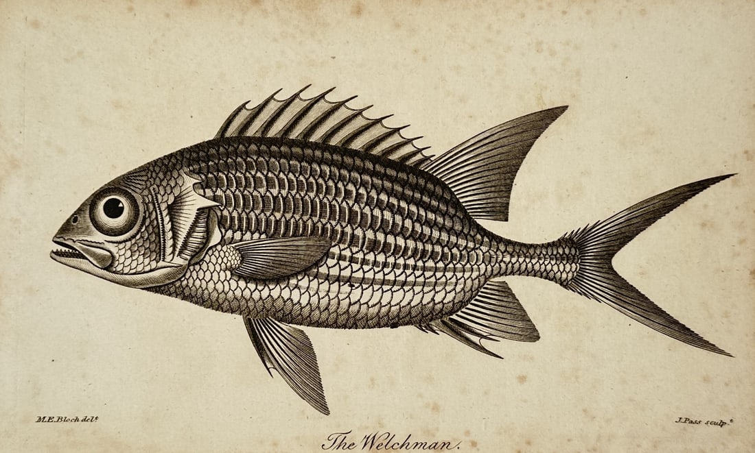 Marcus Elieser Bloch (1723–1799) – Illustration of the Welchman – Engraving (1785) (1 of 2)