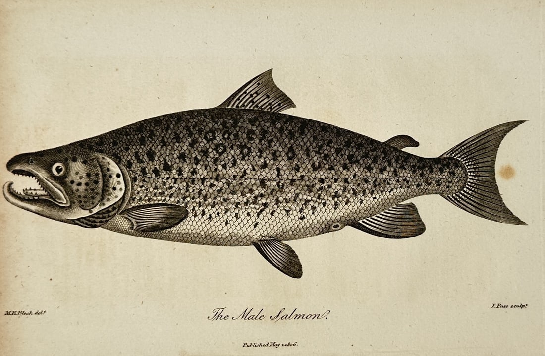 Marcus Elieser Bloch (1723–1799) – Ichthyological Illustration of the Male Salmon – Engraving (1 of 2)