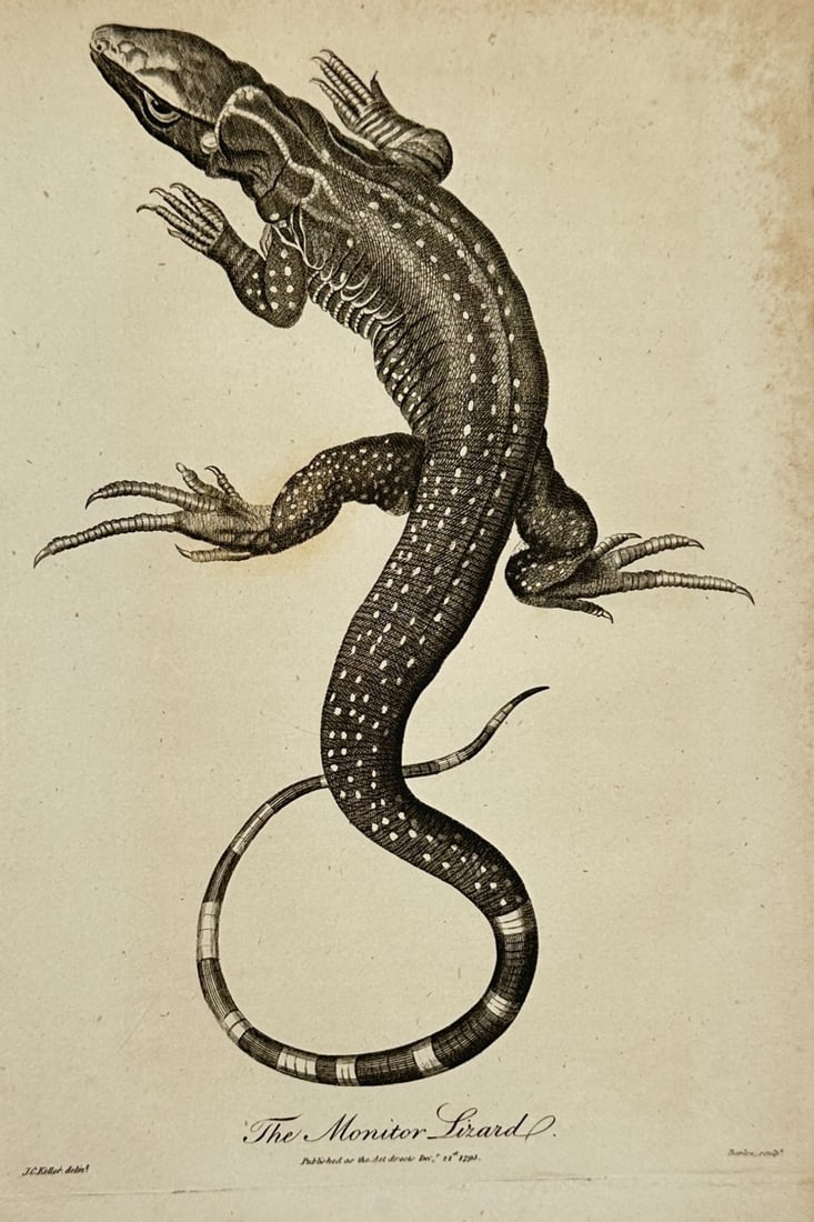 Johann Christoph Keller (1737–1795) – Herpetological Illustration of The Monitor Lizard – (1 of 2)