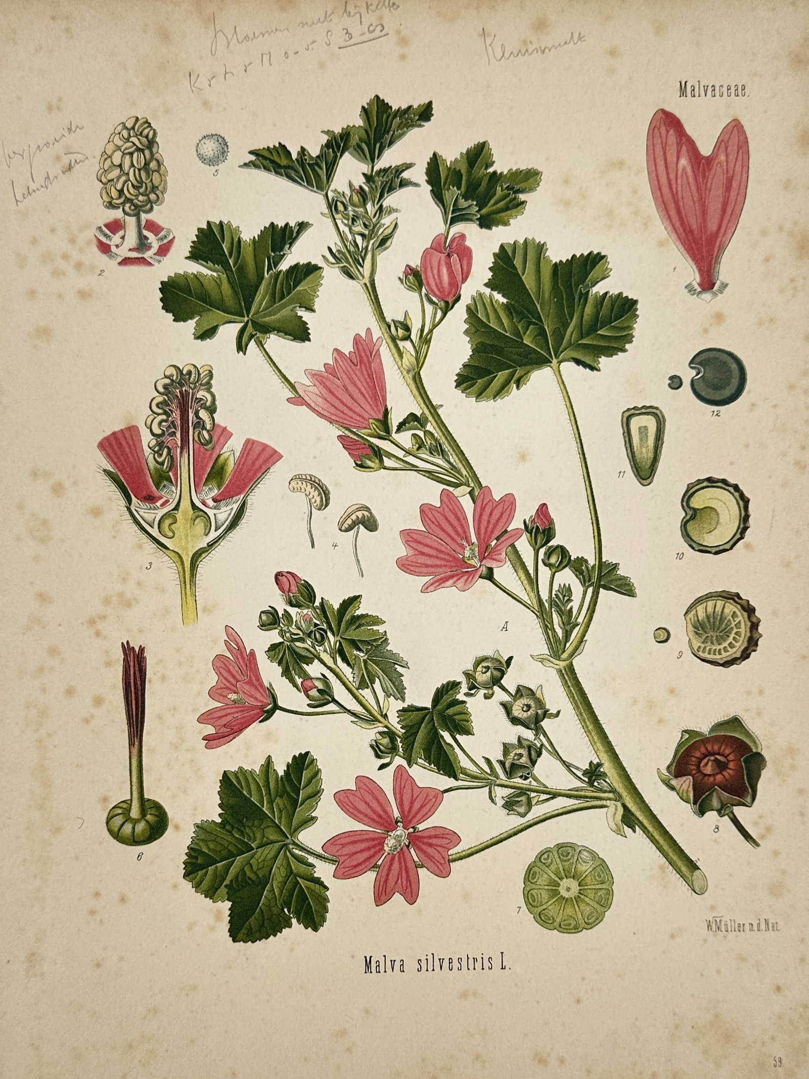 Hermann Adolph Köhler (1834–1879) – Botanical Illustration of Malva silvestris – (1 of 2)
