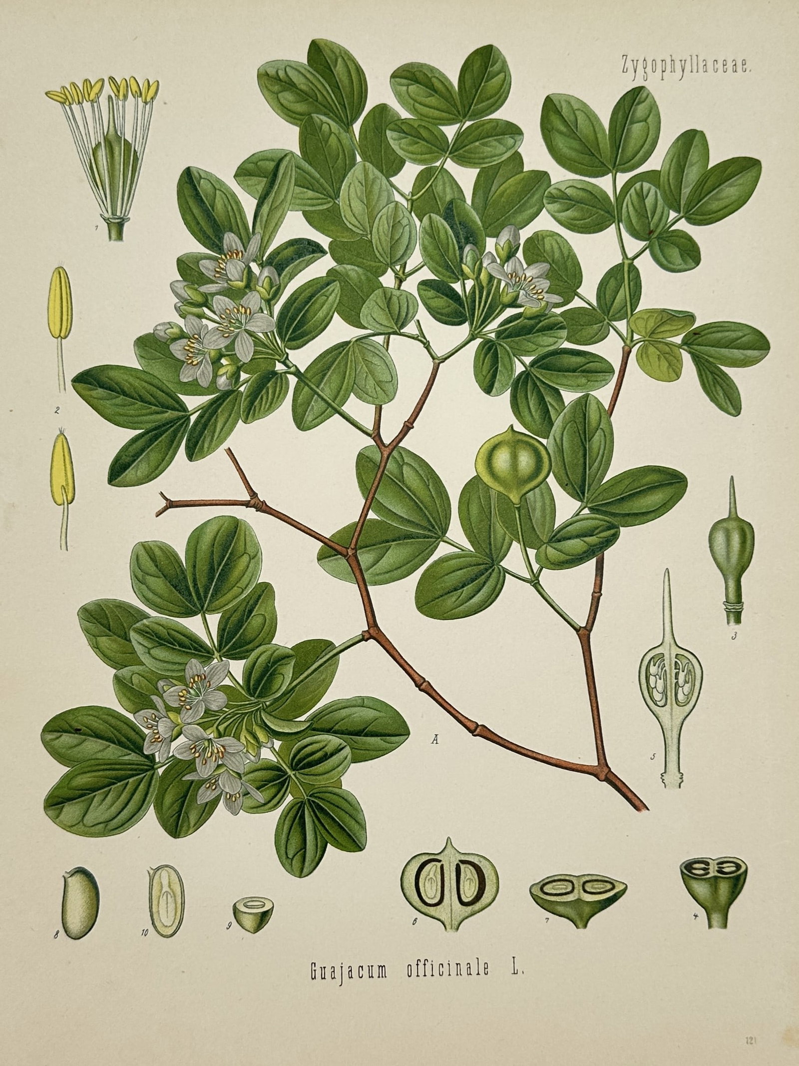 Hermann Adolph Köhler (1834–1879) – Botanical Illustration of Guajacum officinale (1 of 2)