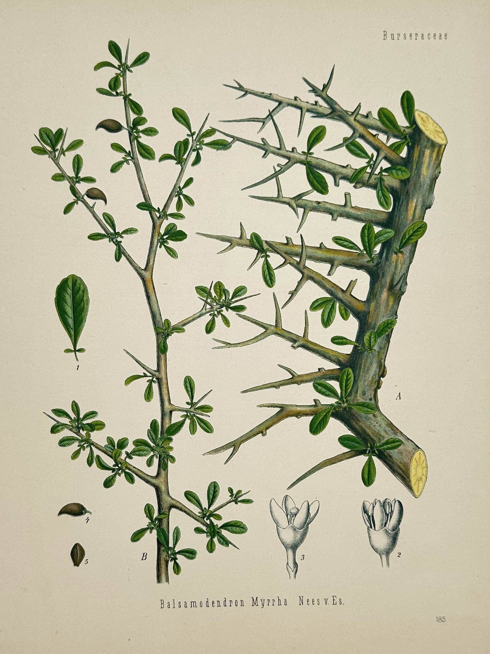 Hermann Adolph Köhler (1834–1879) – Botanical Illustration of Balsamodendron Myrrha (1 of 2)