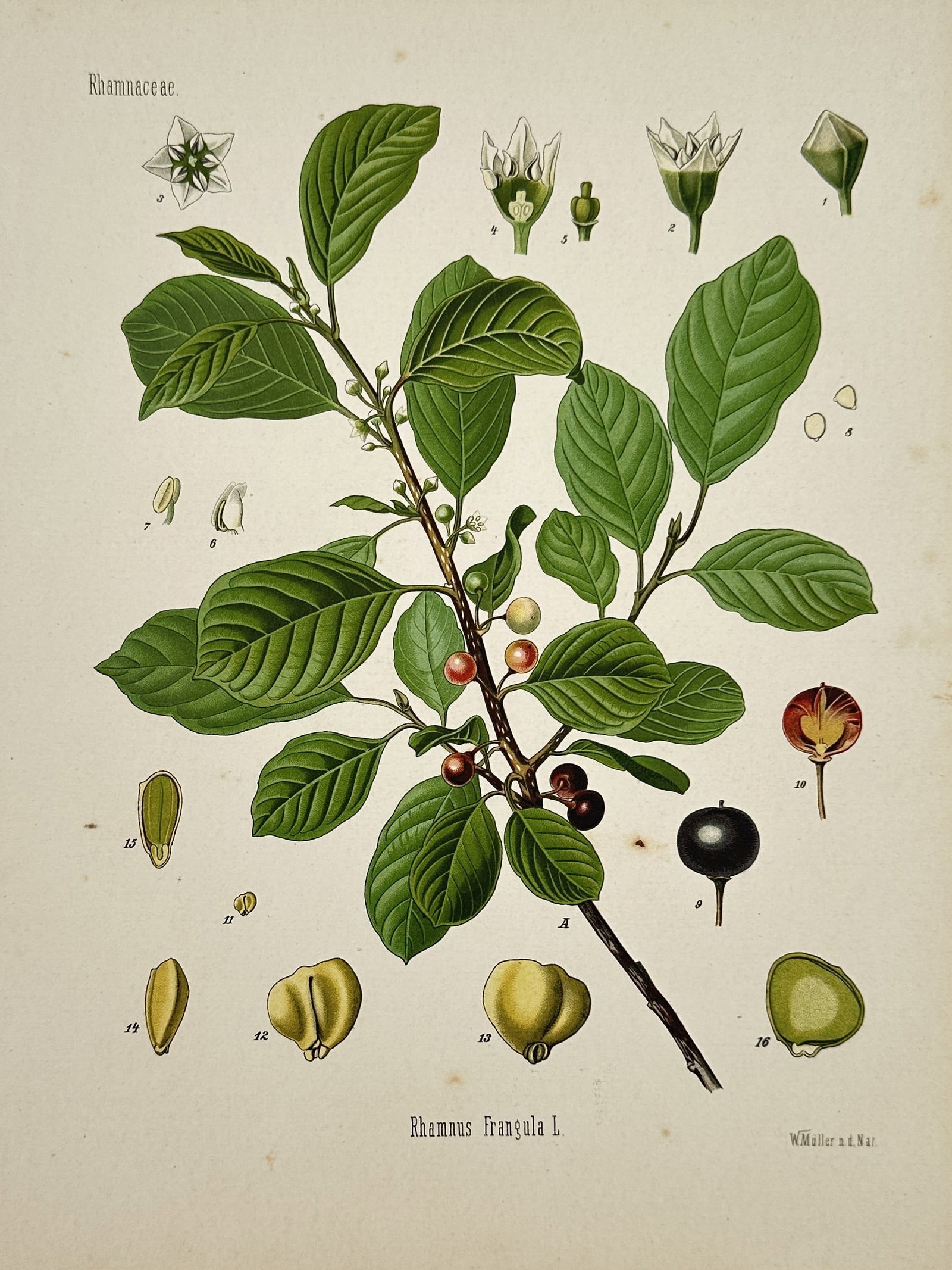 Hermann Adolph Köhler (1834–1879) – Botanical Illustration of Rhamnus Frangula (1 of 2)