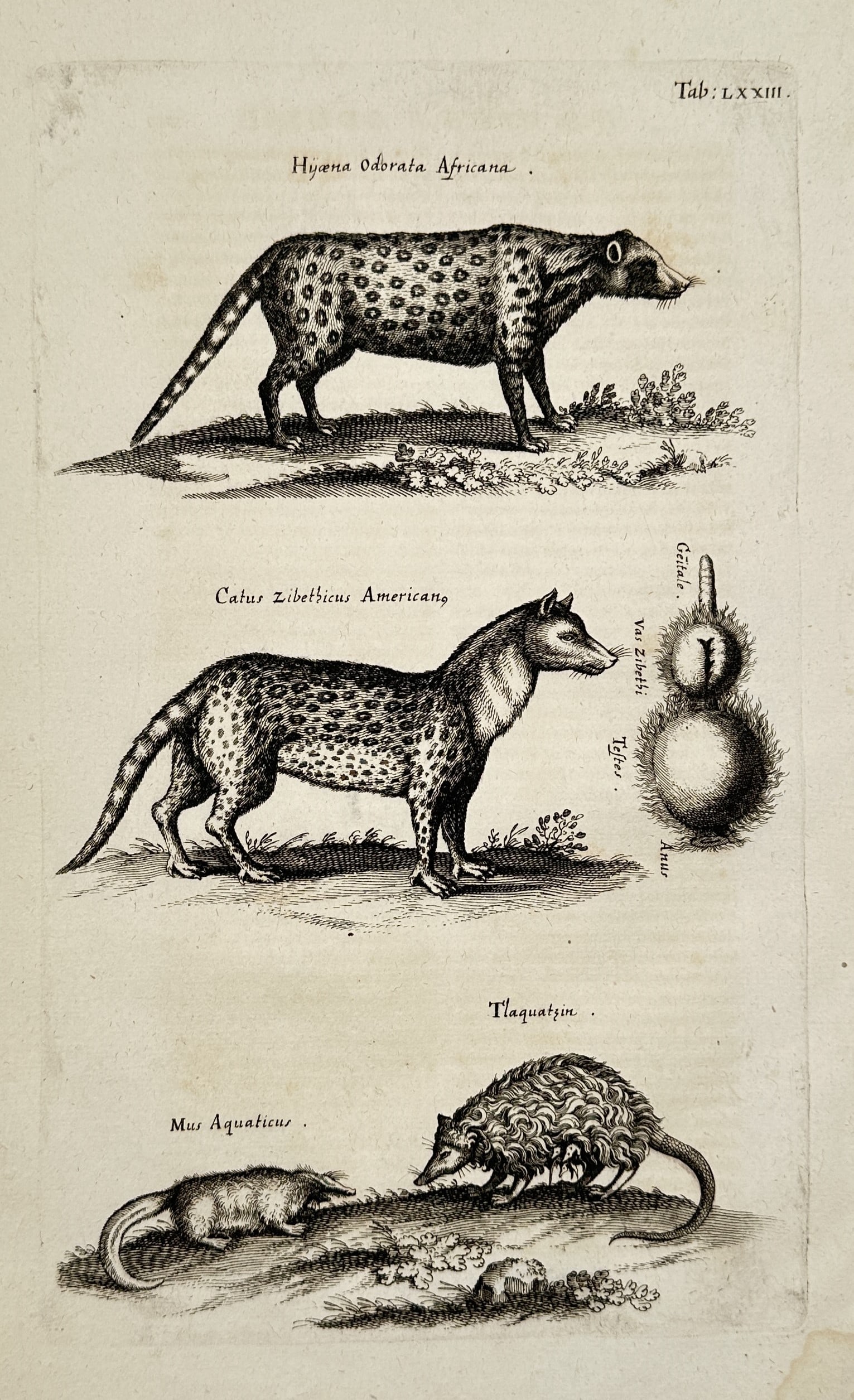 Joannes Jonstonus (1603–1675) – Zoological Illustration of Exotic Mammals, Civets, and an (1 of 2)