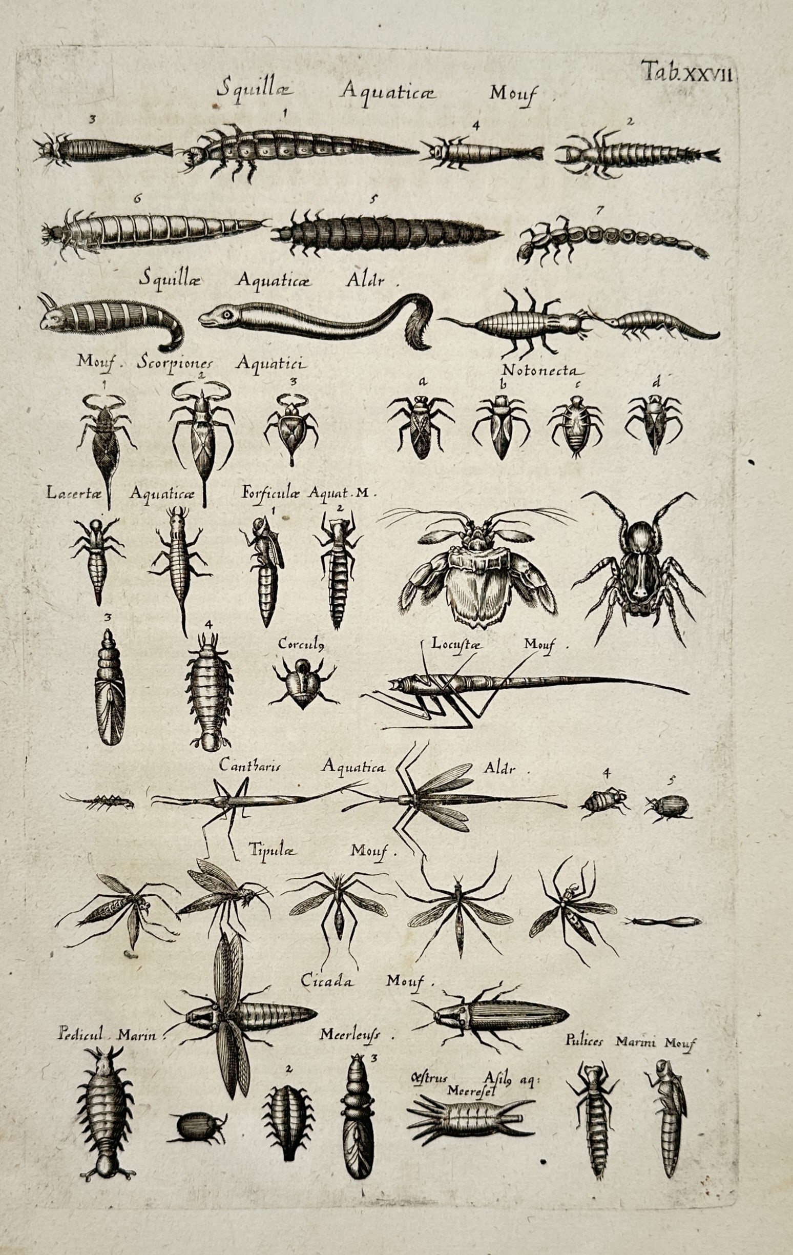 Joannes Jonstonus (1603–1675) – Entomological Illustration of Aquatic Insects and Larvae (1 of 2)