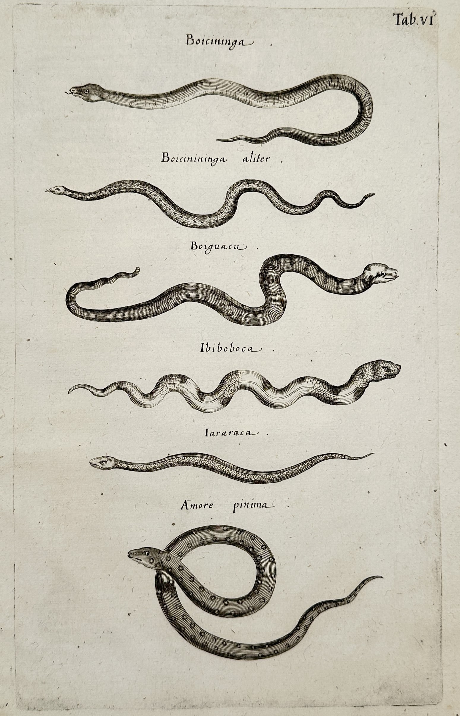 Joannes Jonstonus (1603–1675) – Herpetological Illustration of Snakes – Engraving (1653) (1 of 2)
