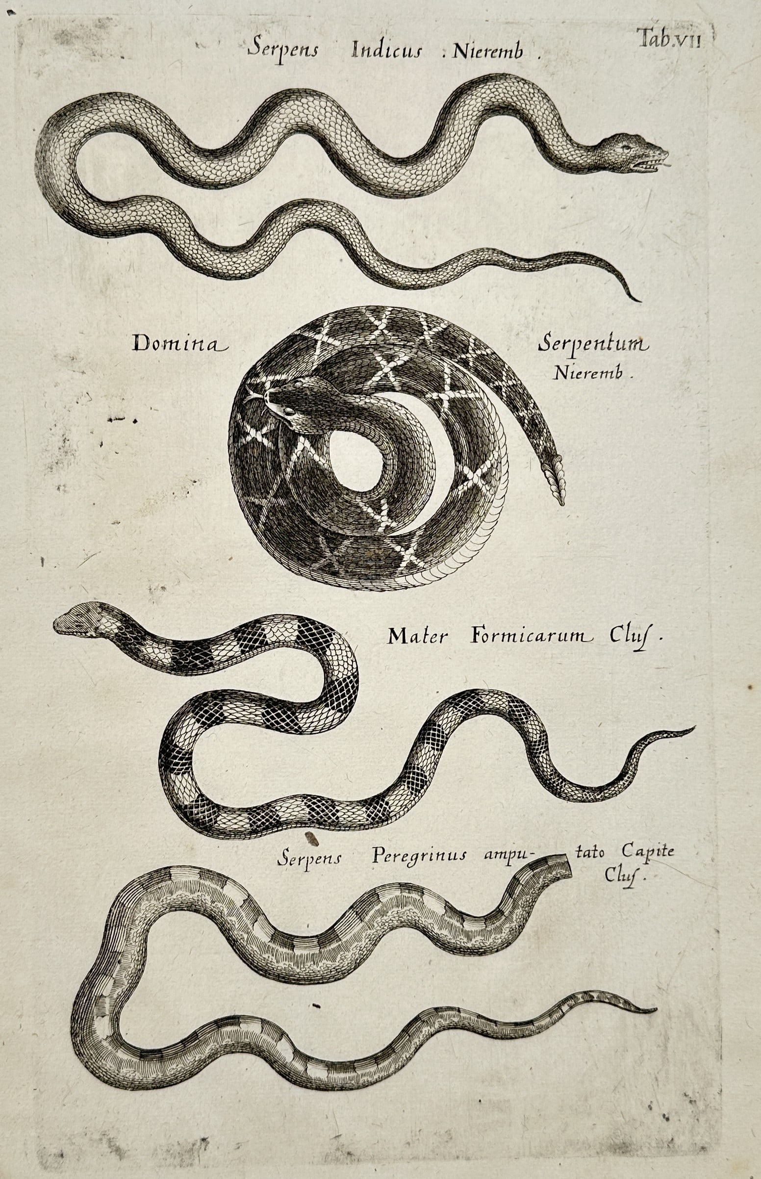 Joannes Jonstonus (1603–1675) – Herpetological Illustration of Exotic Serpents – Engraving (1 of 2)