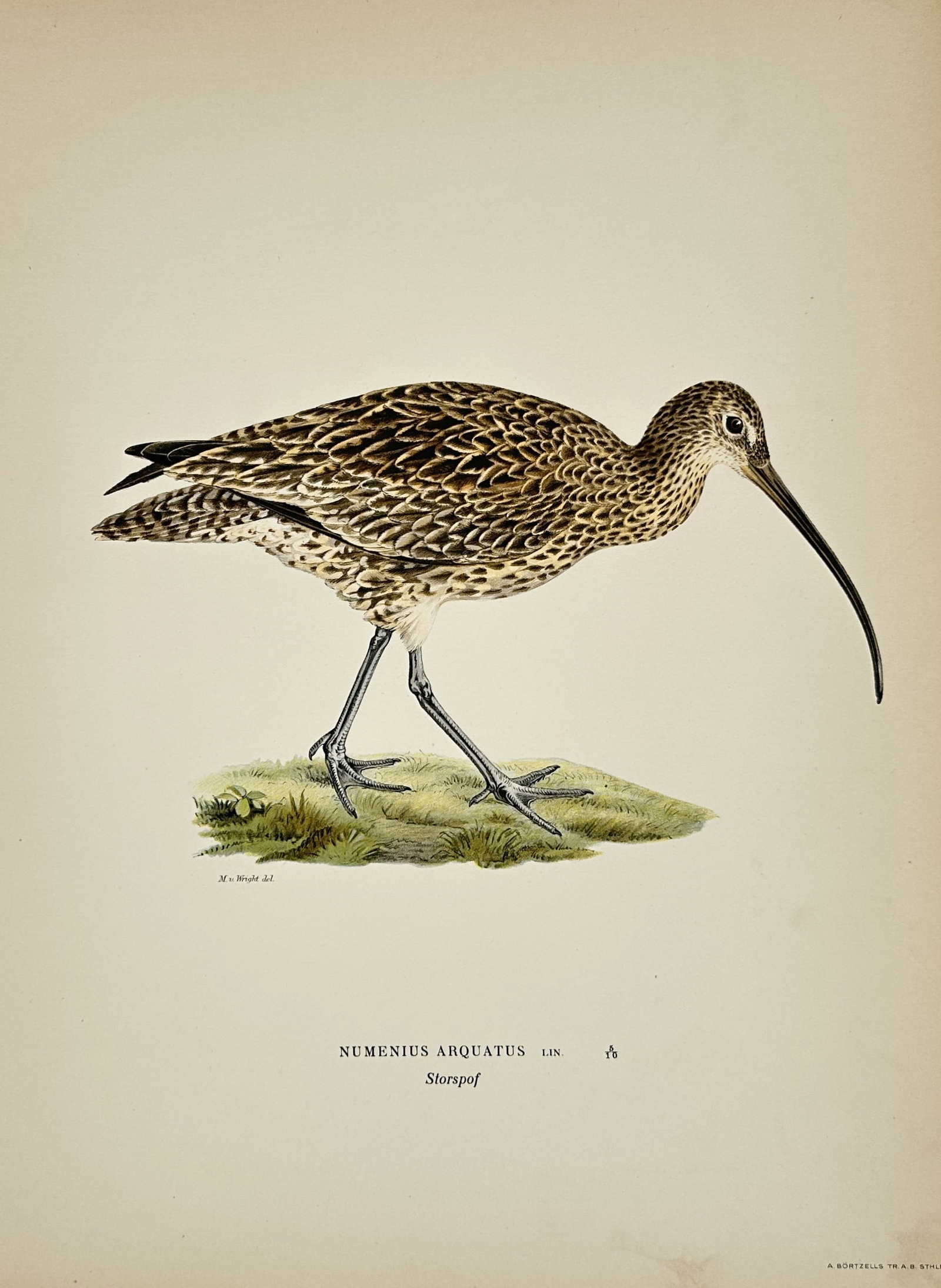 Magnus von Wright (1805–1867) – Ornithological Illustration of the Eurasian Curlew – (1 of 2)