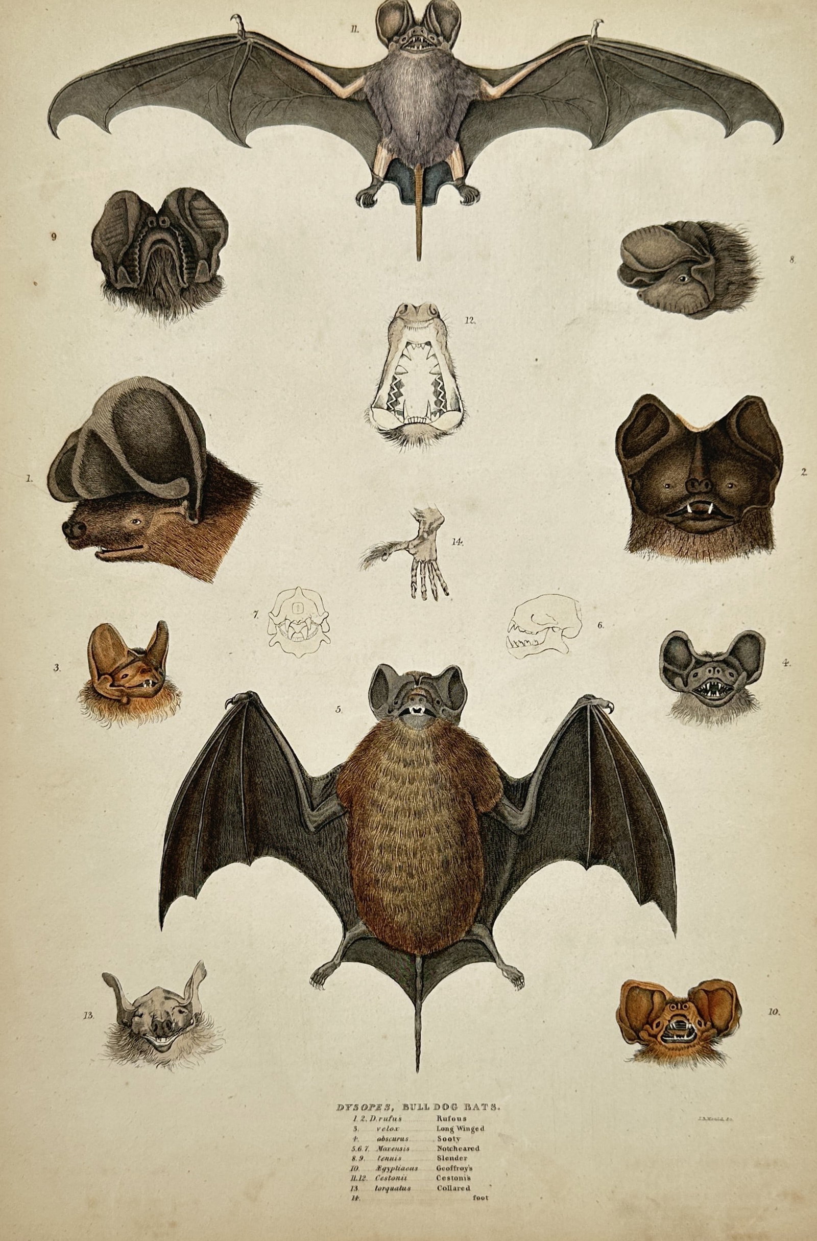 William MacGillivray (1796–1852) – Zoological Illustration of Bulldog Bats – Lithograph (1838) (1 of 2)