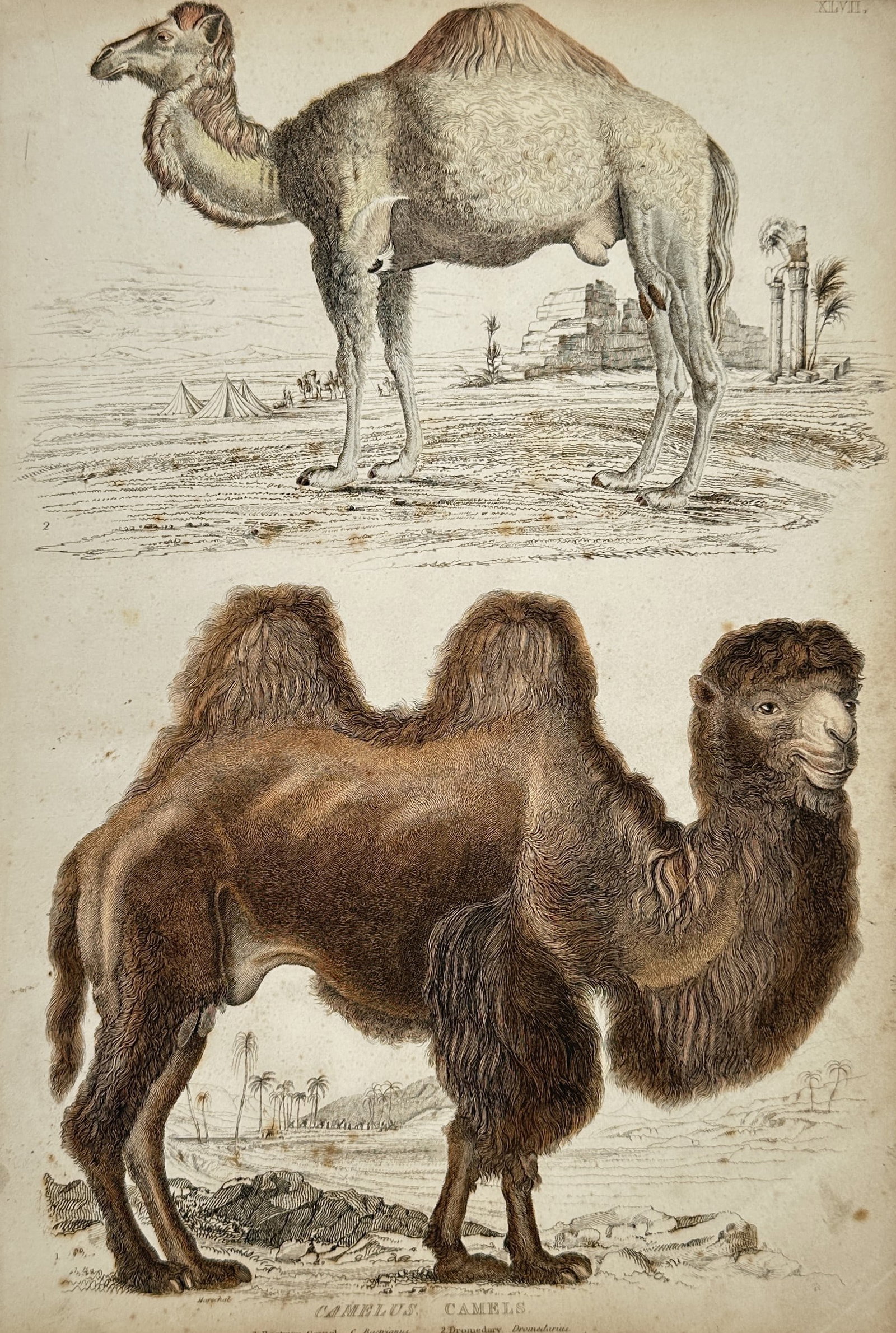 William MacGillivray (1796–1852) – Zoological Illustration of Camels – Hand-coloured (1 of 2)