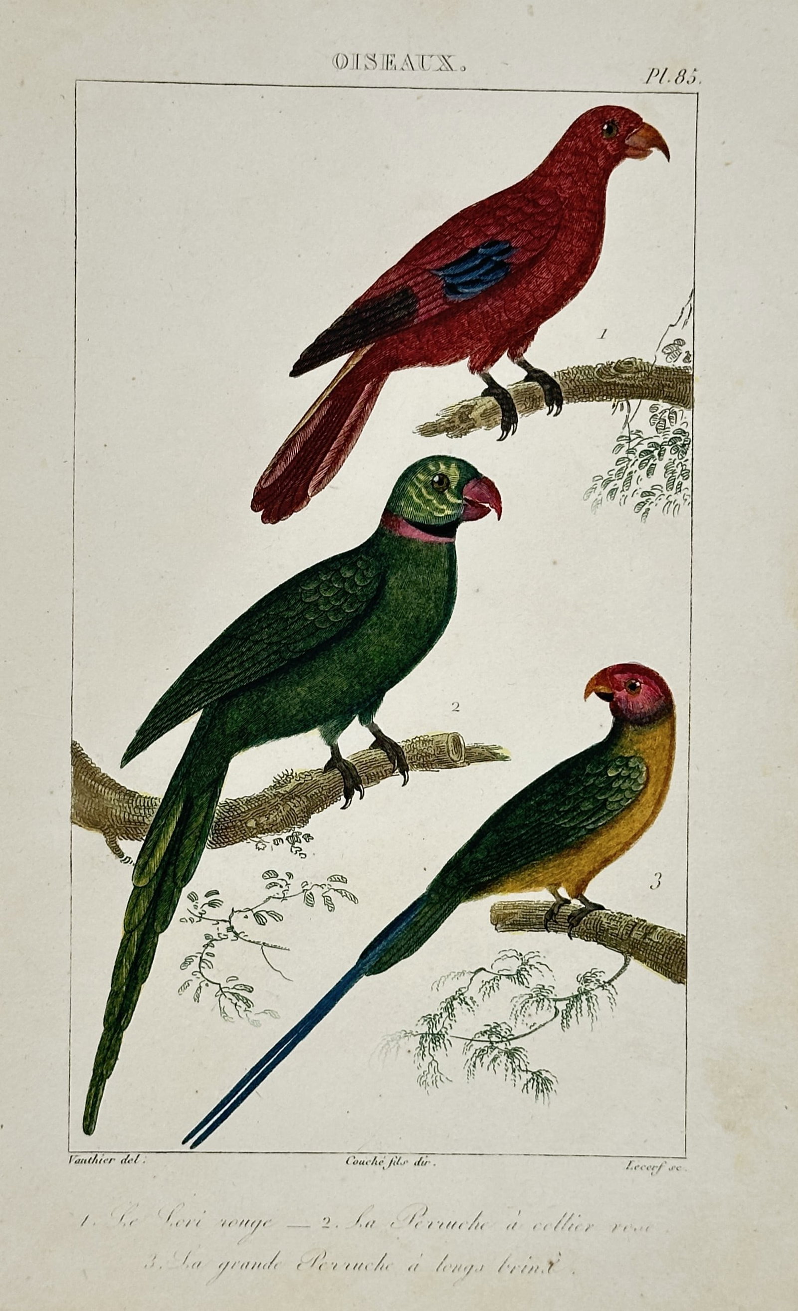 Georges-Louis Leclerc, Comte de Buffon – Ornithological Illustration of Parrots and Parakeets (1 of 2)