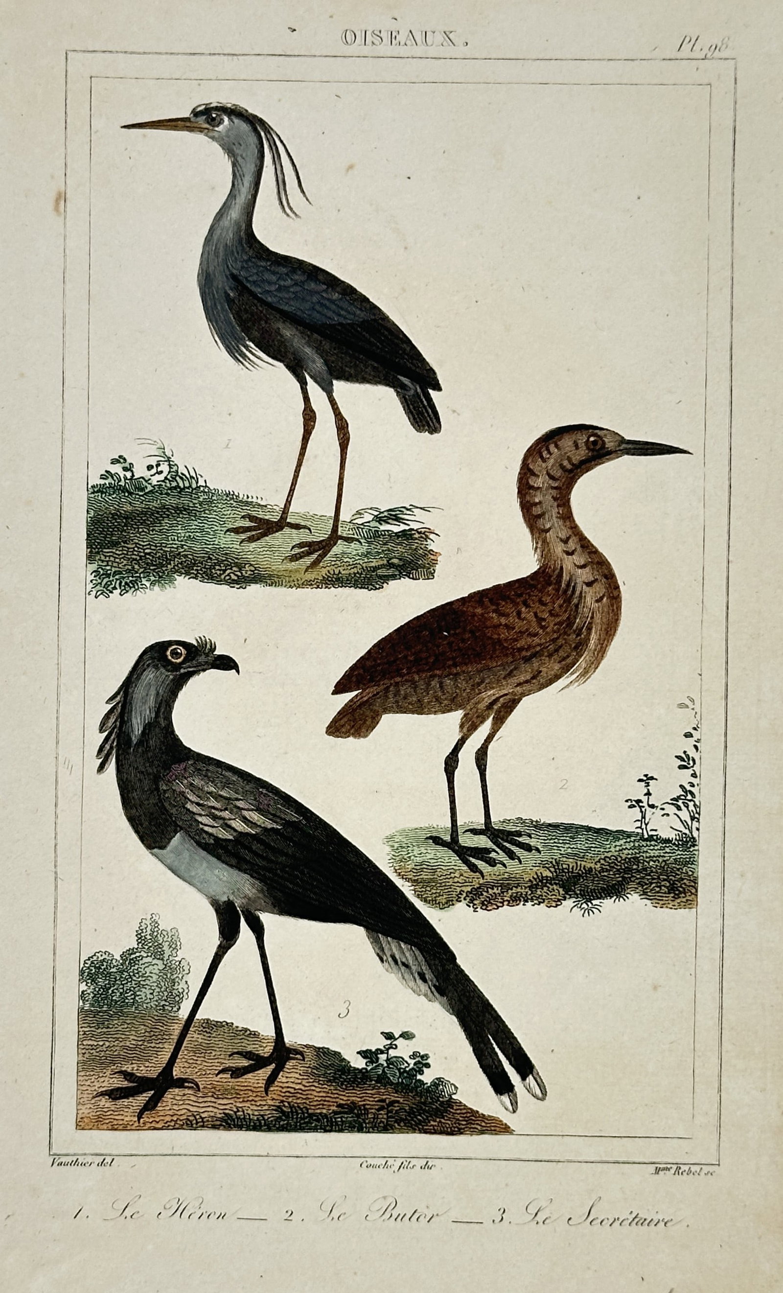 Georges-Louis Leclerc, Comte de Buffon – Ornithological Illustration of a Heron, Bittern (1 of 2)
