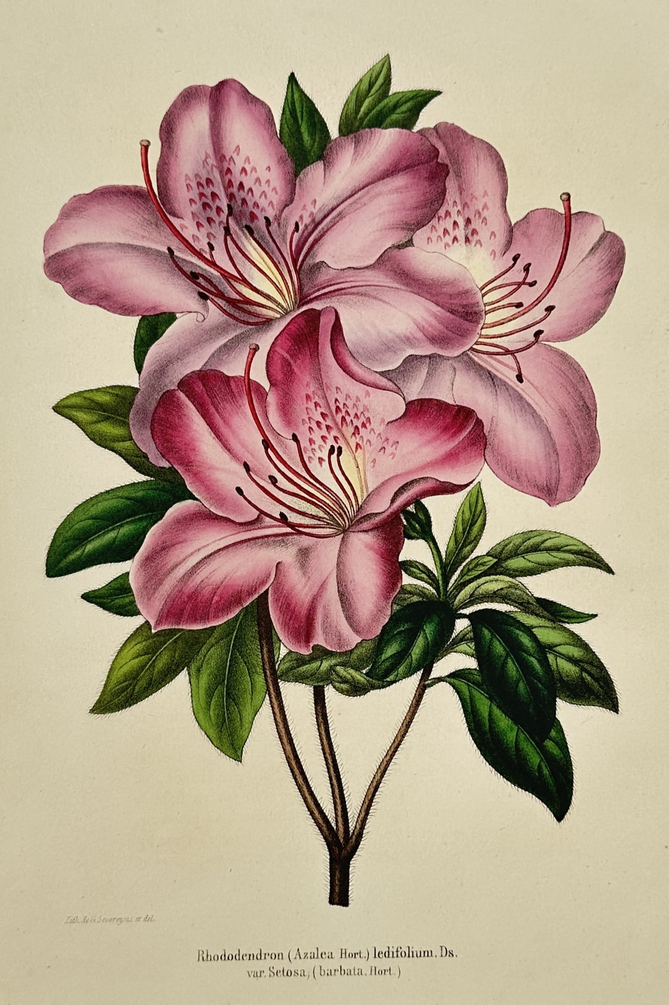 Charles Morren (1807–1858) – Botanical Illustration of a Rhododendron Azalea Var. Sasan (1 of 2)