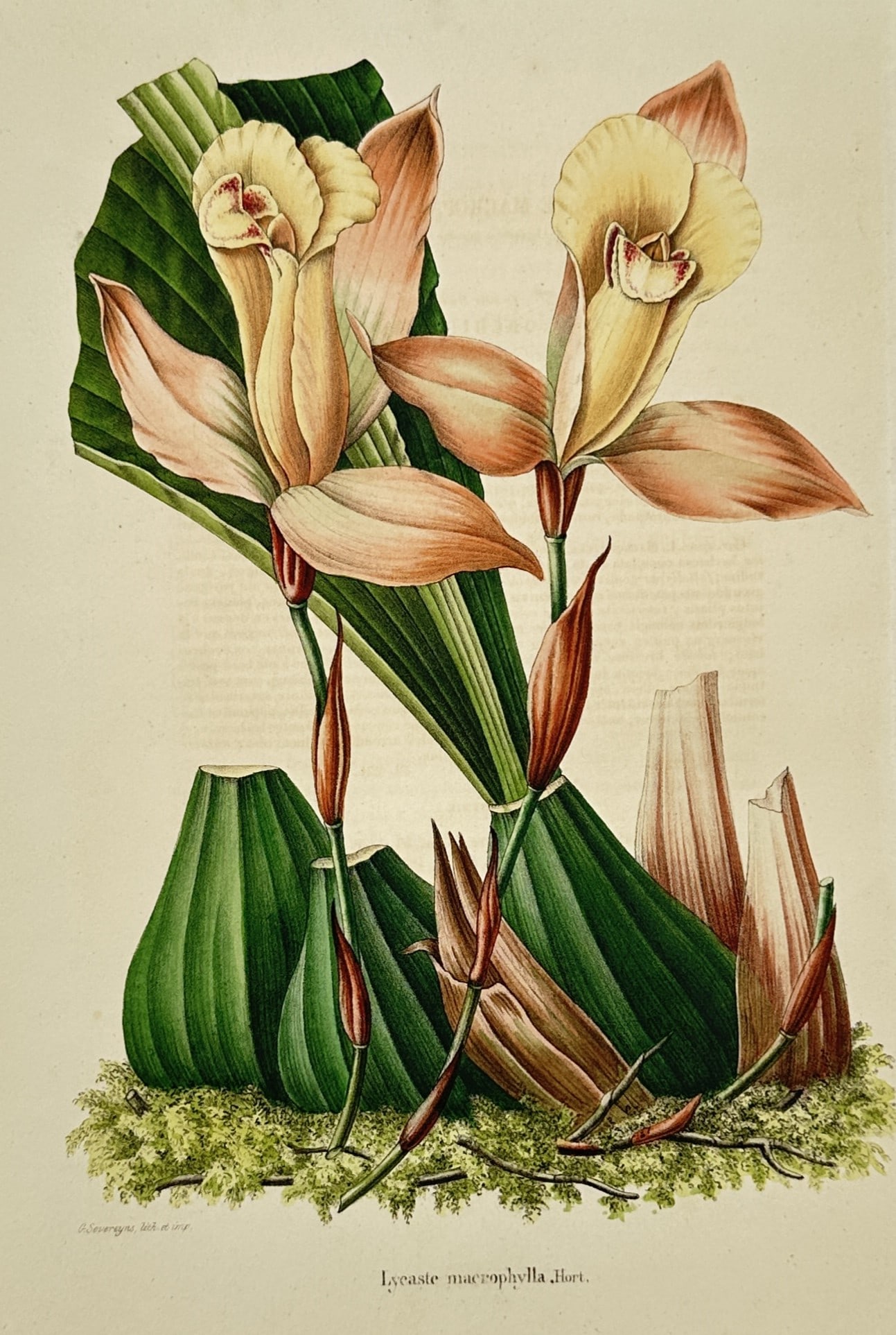 Charles Morren (1807–1858) – Botanical Illustration of a Lycaste Macrophylla Orchid: "Lycaste macrophylla Hort." features two large, elegant orchid blooms with peach-colored outer petals and pale yellow centers growing from prominent green pseudobulbs rooted in a mossy patch of earth,