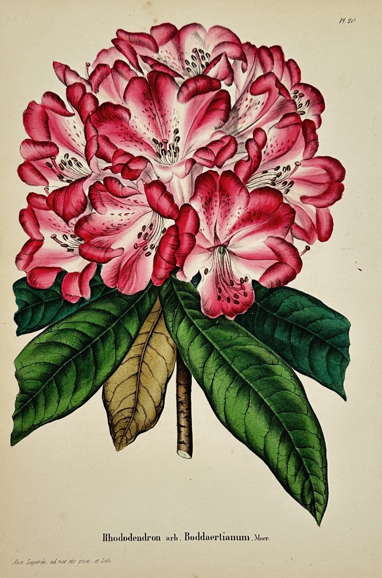 Charles Morren (1807–1858) – Botanical Illustration of a Rhododendron Arboreum (1 of 2)
