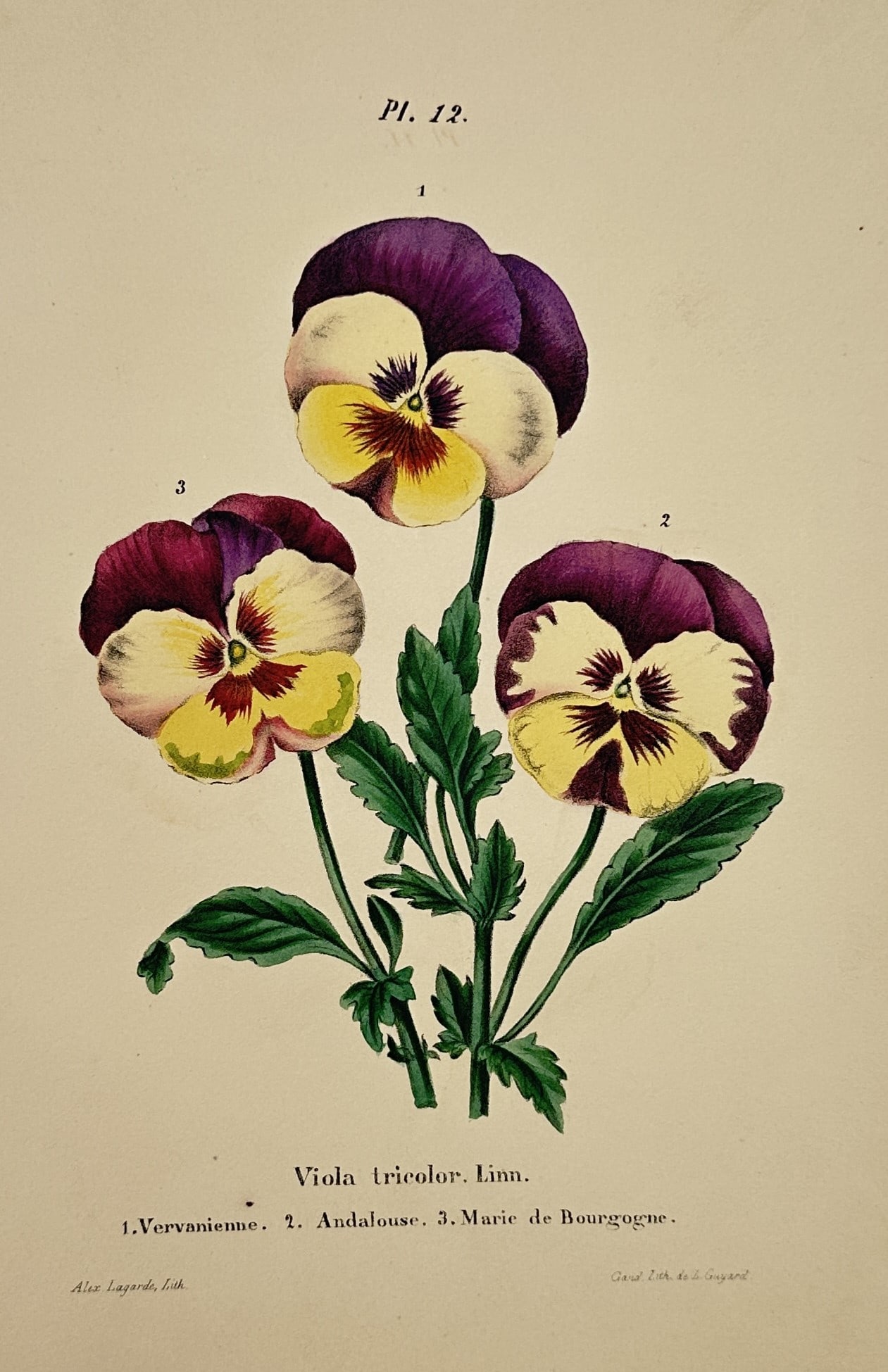 Charles Morren (1807–1858) – Botanical Illustration of Viola Tricolor Pansies – (1 of 2)