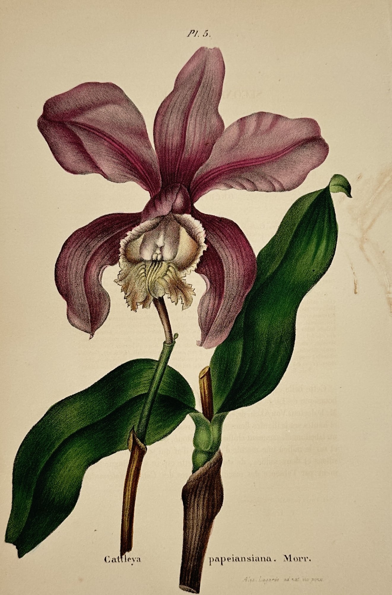 Charles Morren (1807–1858) – Botanical Illustration of a Cattleya Papeiansiana Orchid: "Cattleya papeiansiana. Morr." features a large, singular orchid bloom with dusky purple petals and a fringed white and yellow central lip growing from a sturdy stalk with broad green leaves, capturin