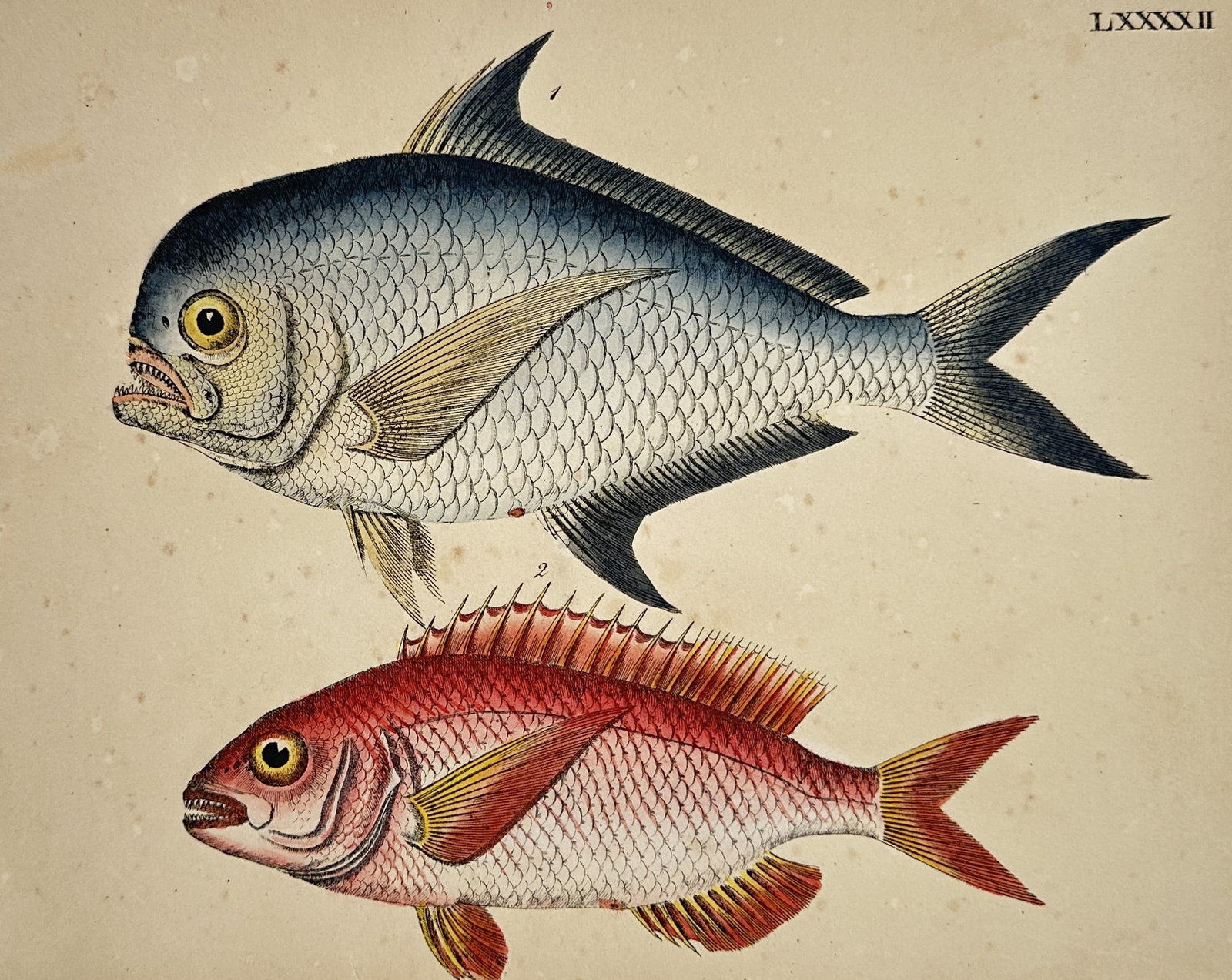 Friedrich Justin Bertuch – Ichthyological Illustration of Two Exotic Fishes – Hand-coloured: "Bilderbuch für Kinder" features two distinct exotic fish species oriented in profile against a neutral background. The upper figure illustrates a silver and blue pomfret variety with large scales, a